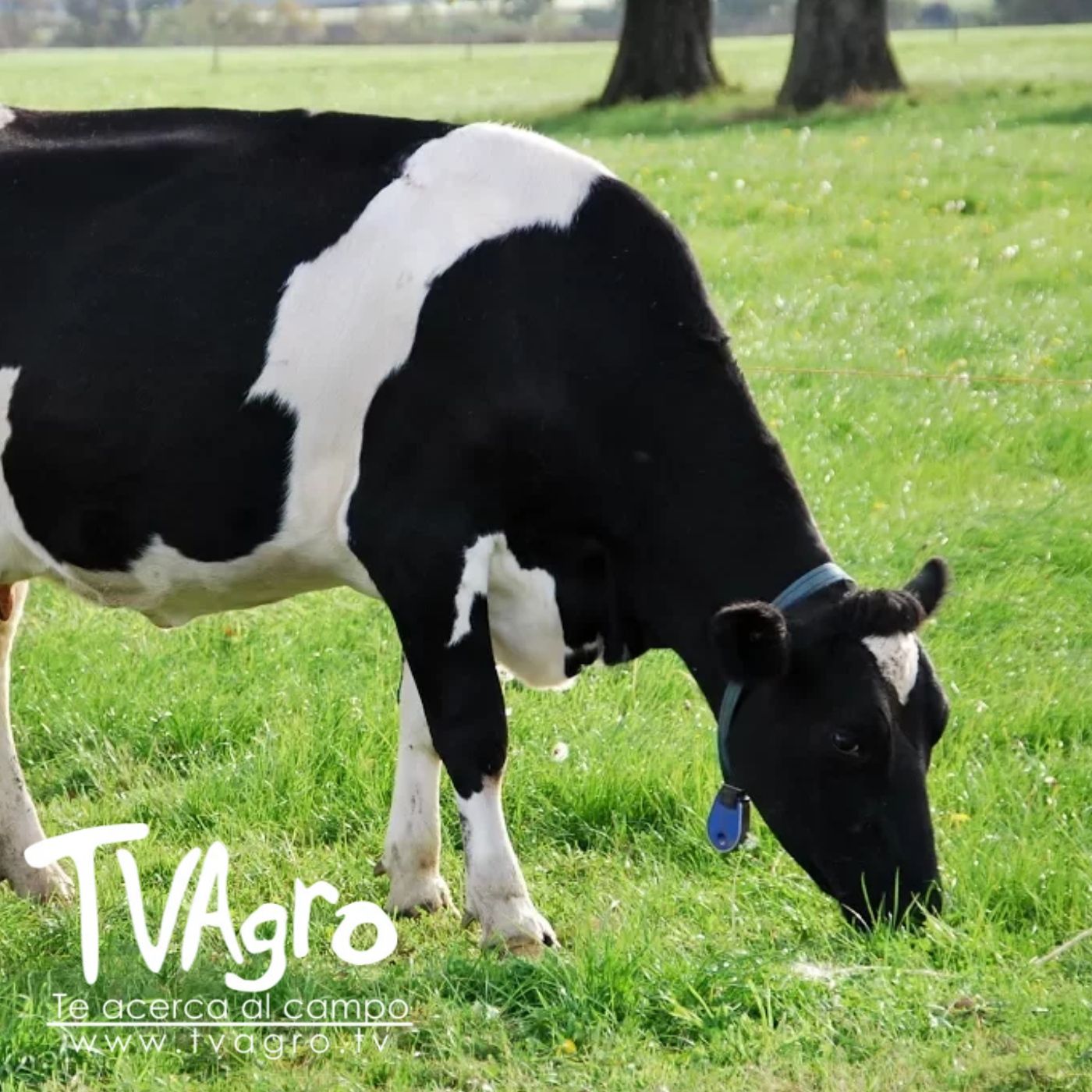 TV AGRO