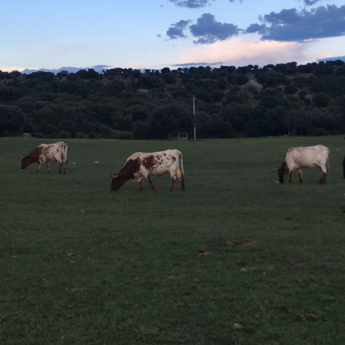 Cuentos de vacas,caballos y burros
