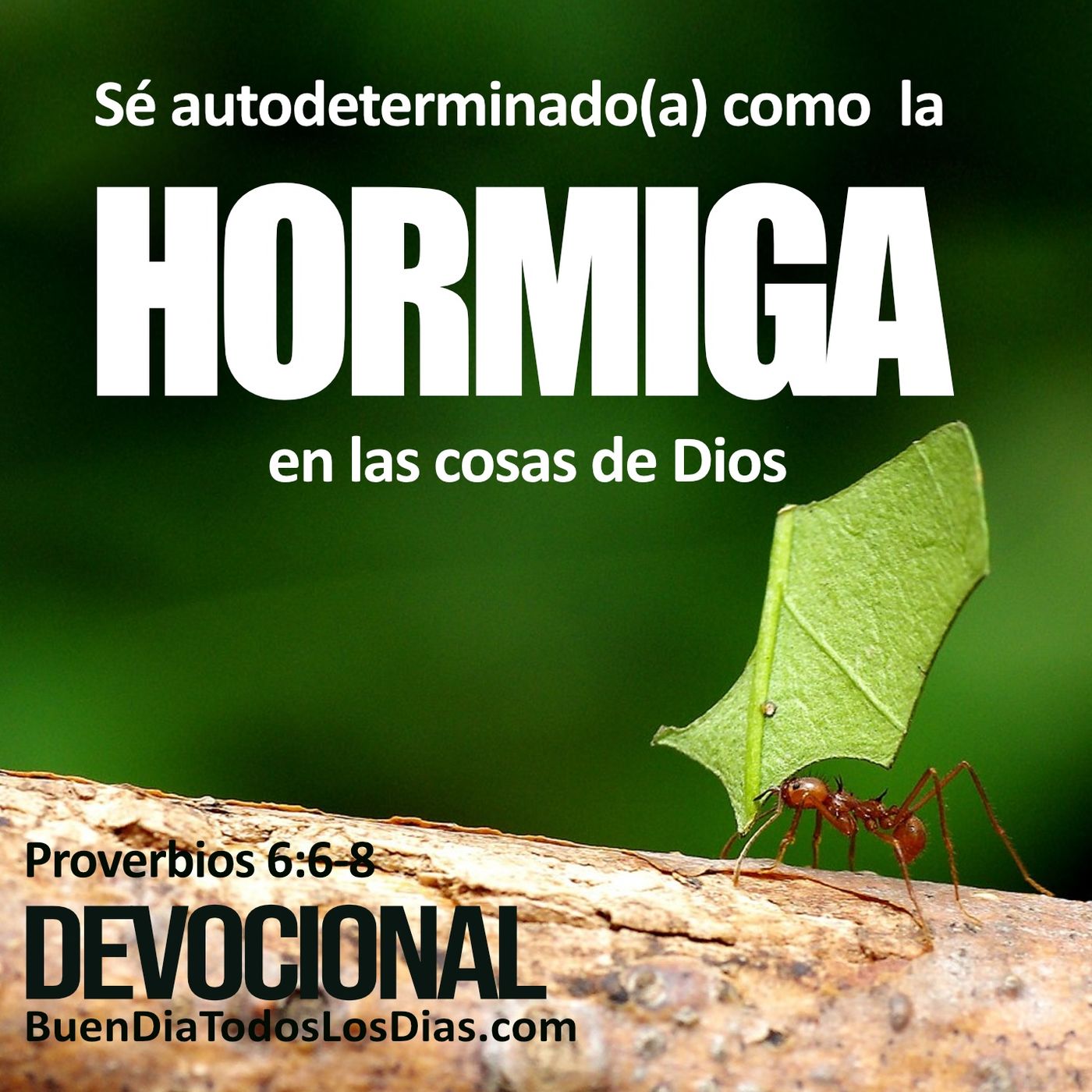 Como la hormiga episode artwork