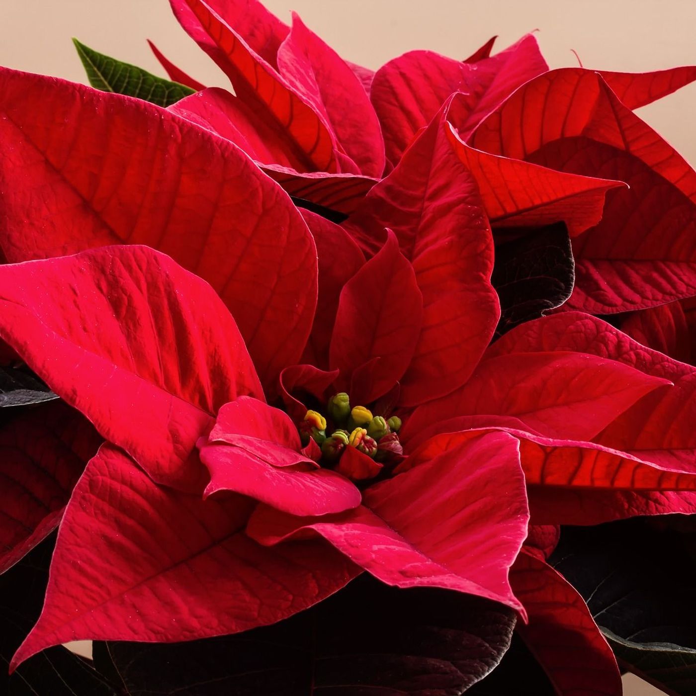 Poinsettia Care
