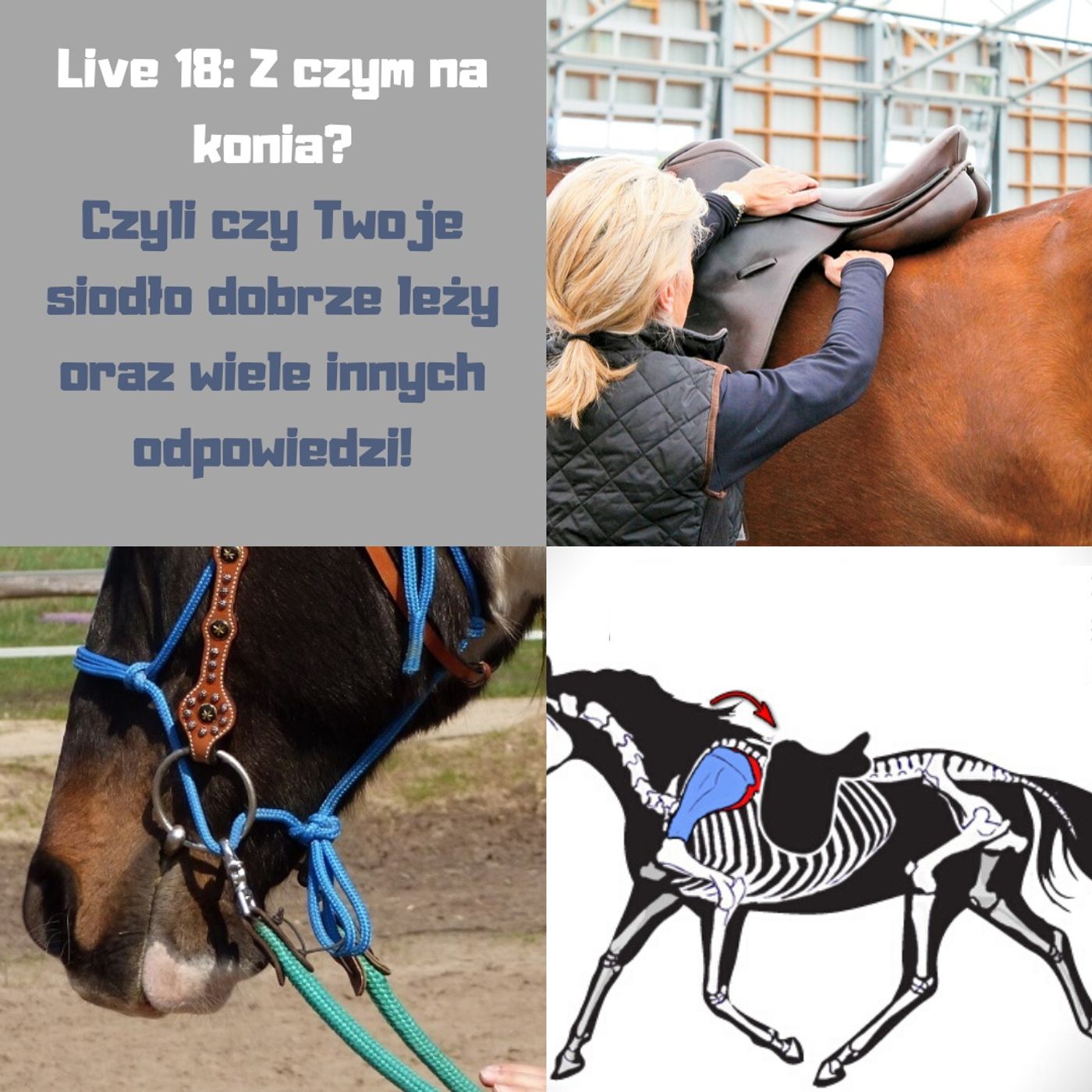 Live 18: Z czym na konia, czyli o dopasowaniu siodła i innych problemach