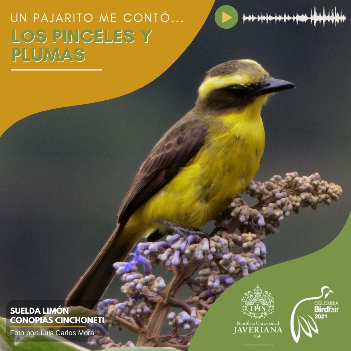 Pinceles y plumas