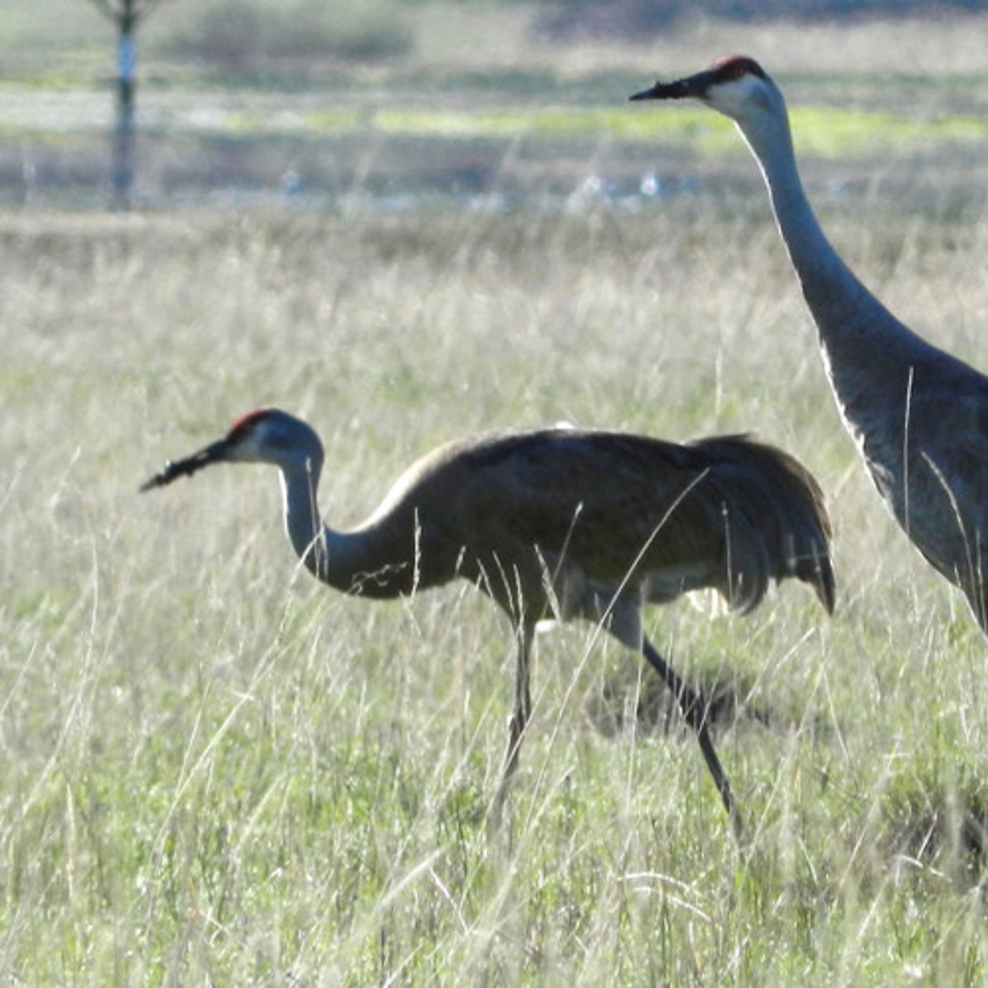 In A Cascade Marsh, A Summer Sight: Nesting Sandhill Cranes episode artwork