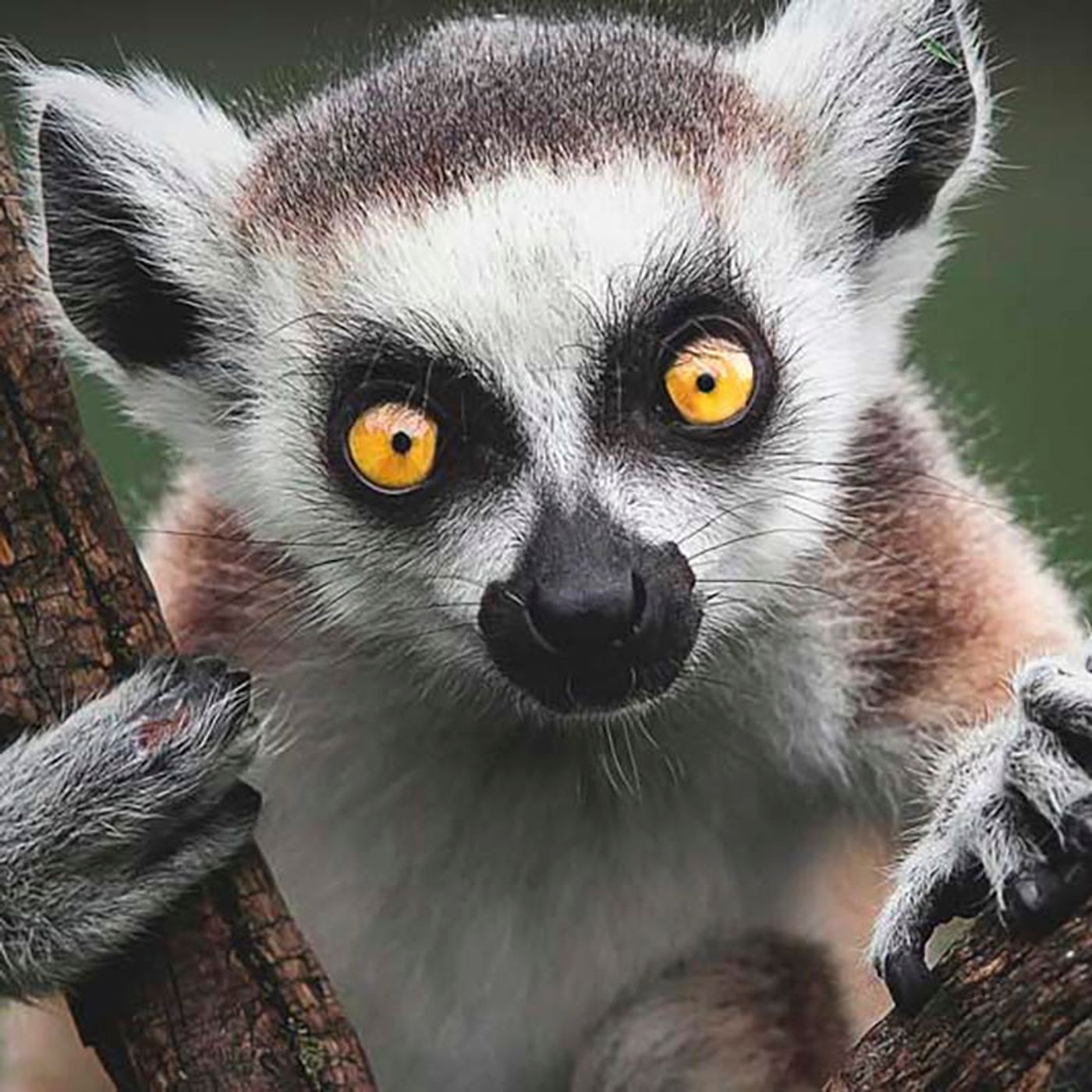 el-podcast-de-Rei-Na