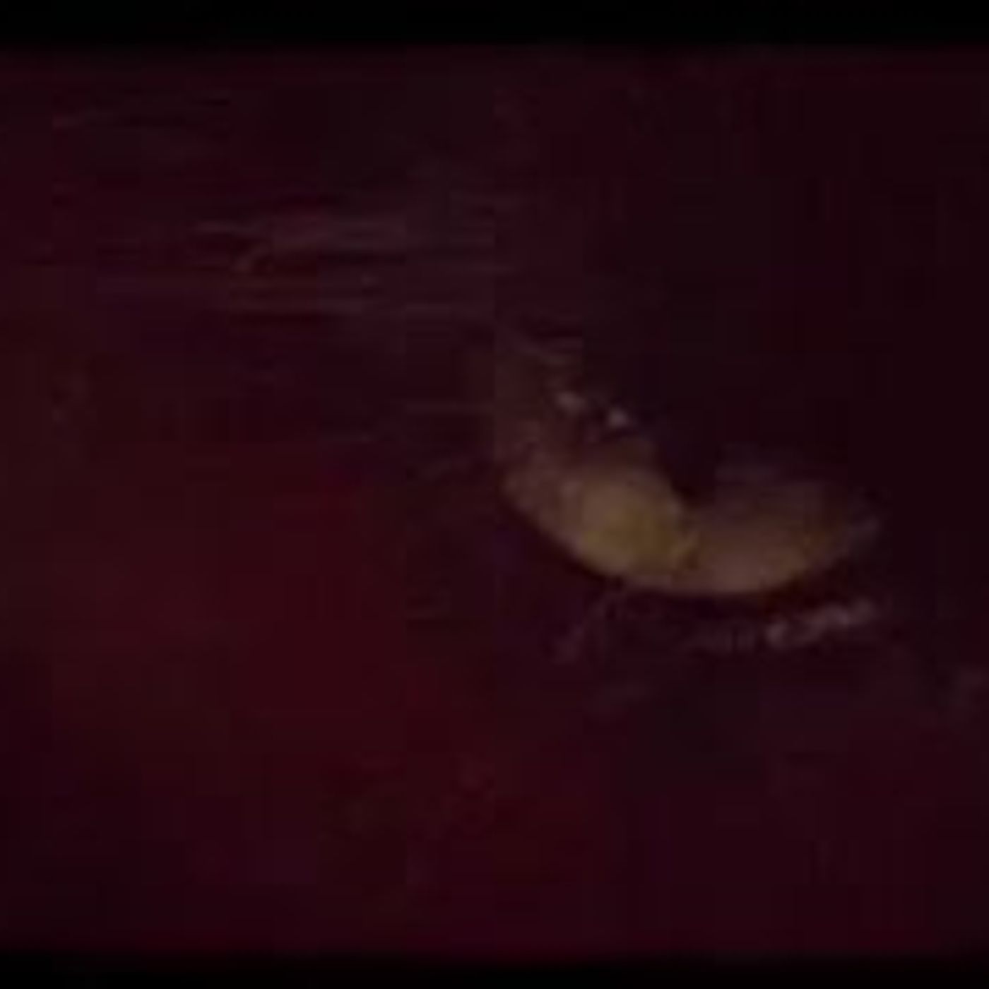 VEGRIND+RAPTOR Bite the head that feeds
