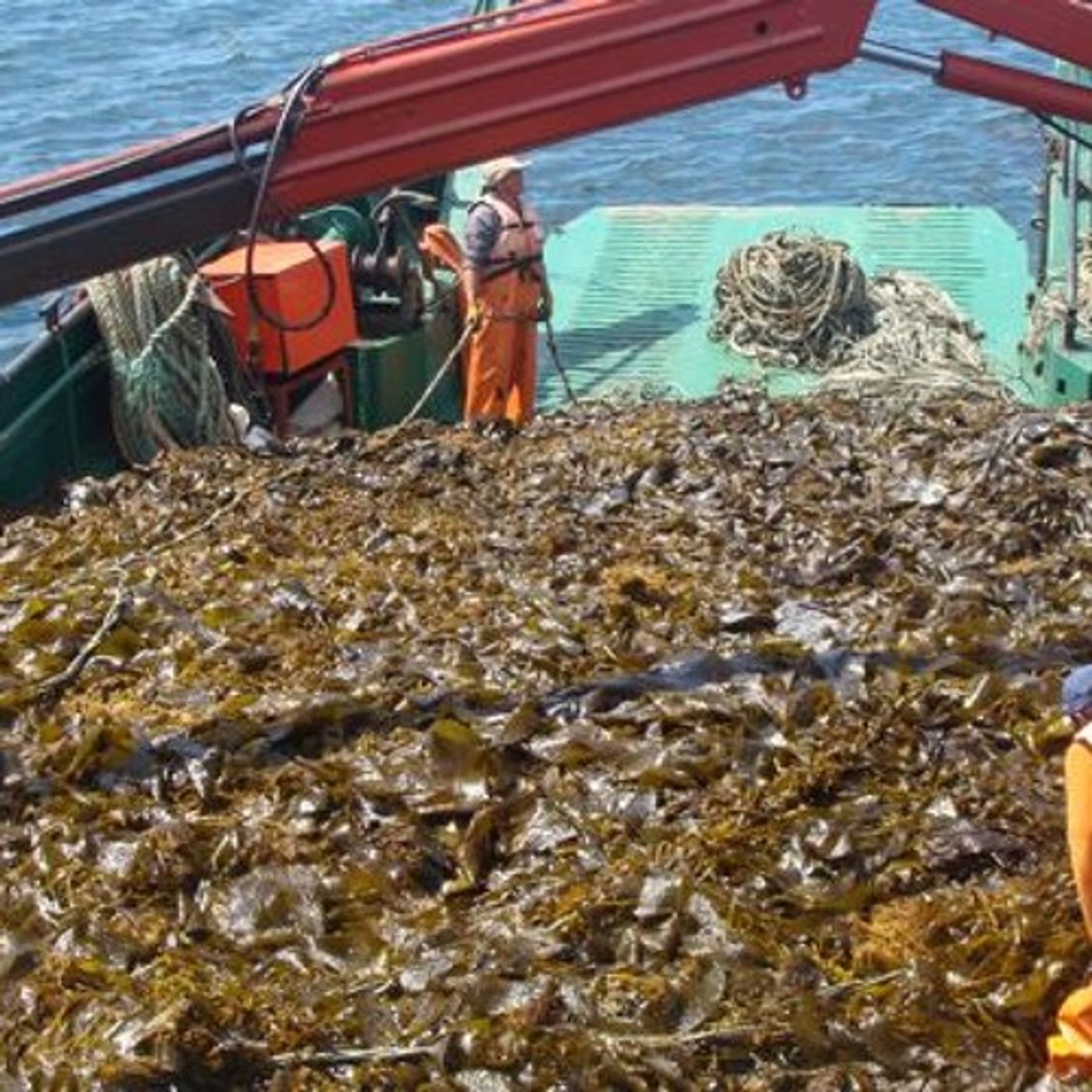 New Study: Biofuel From Seaweed - It's All About The Microbes episode artwork
