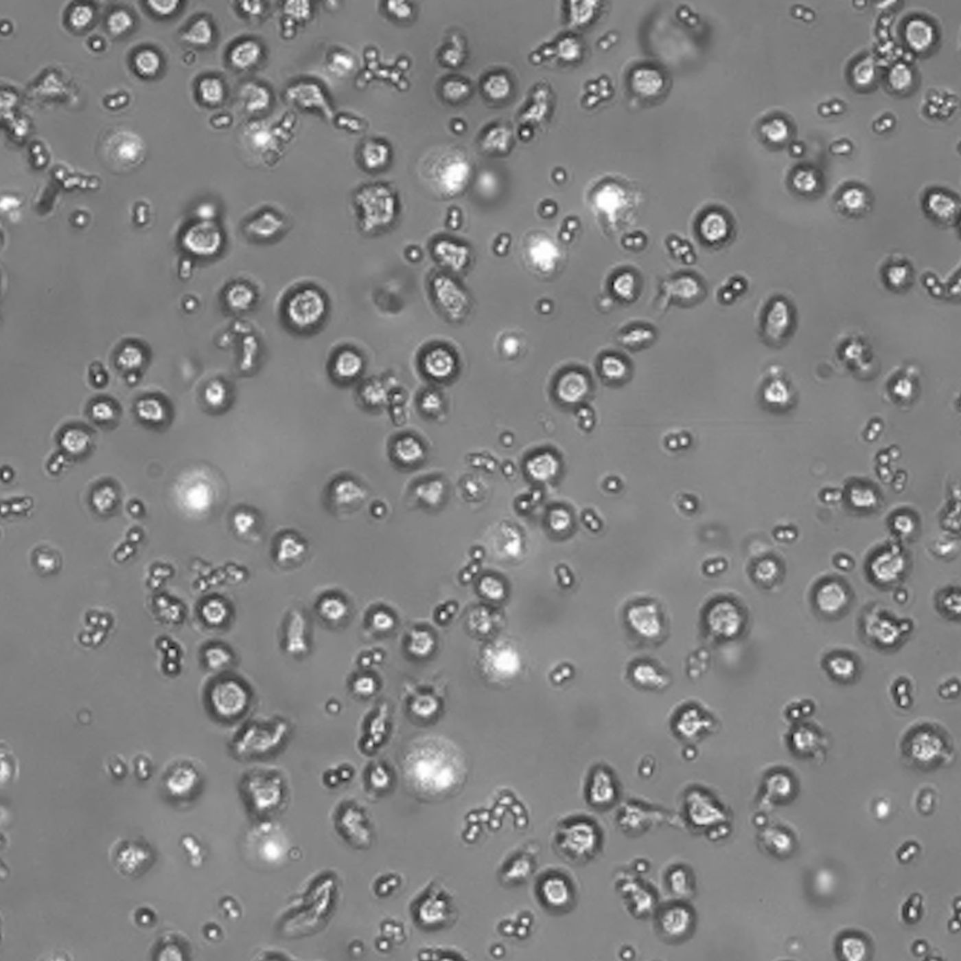 362E-394-Tiny Beasts