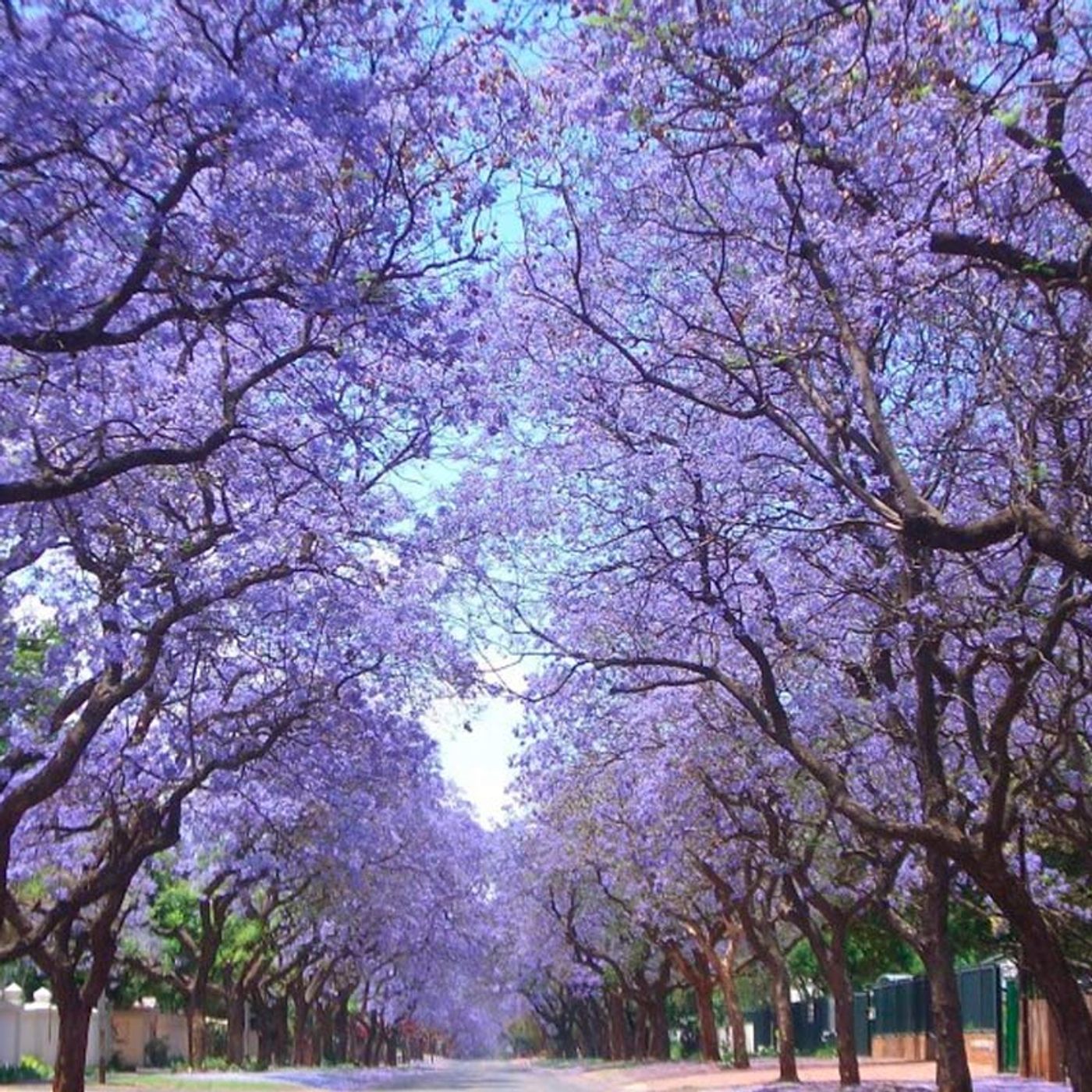 Mujeres: La plenitud de la primavera