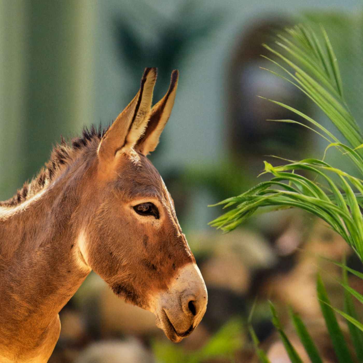 "The King We Bless, and Why" (Palm Sunday), from John 12:12-16 episode artwork