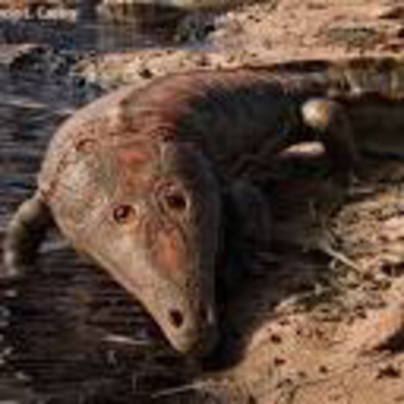 Dinolandia,Cuentos,libros de dinosaurios