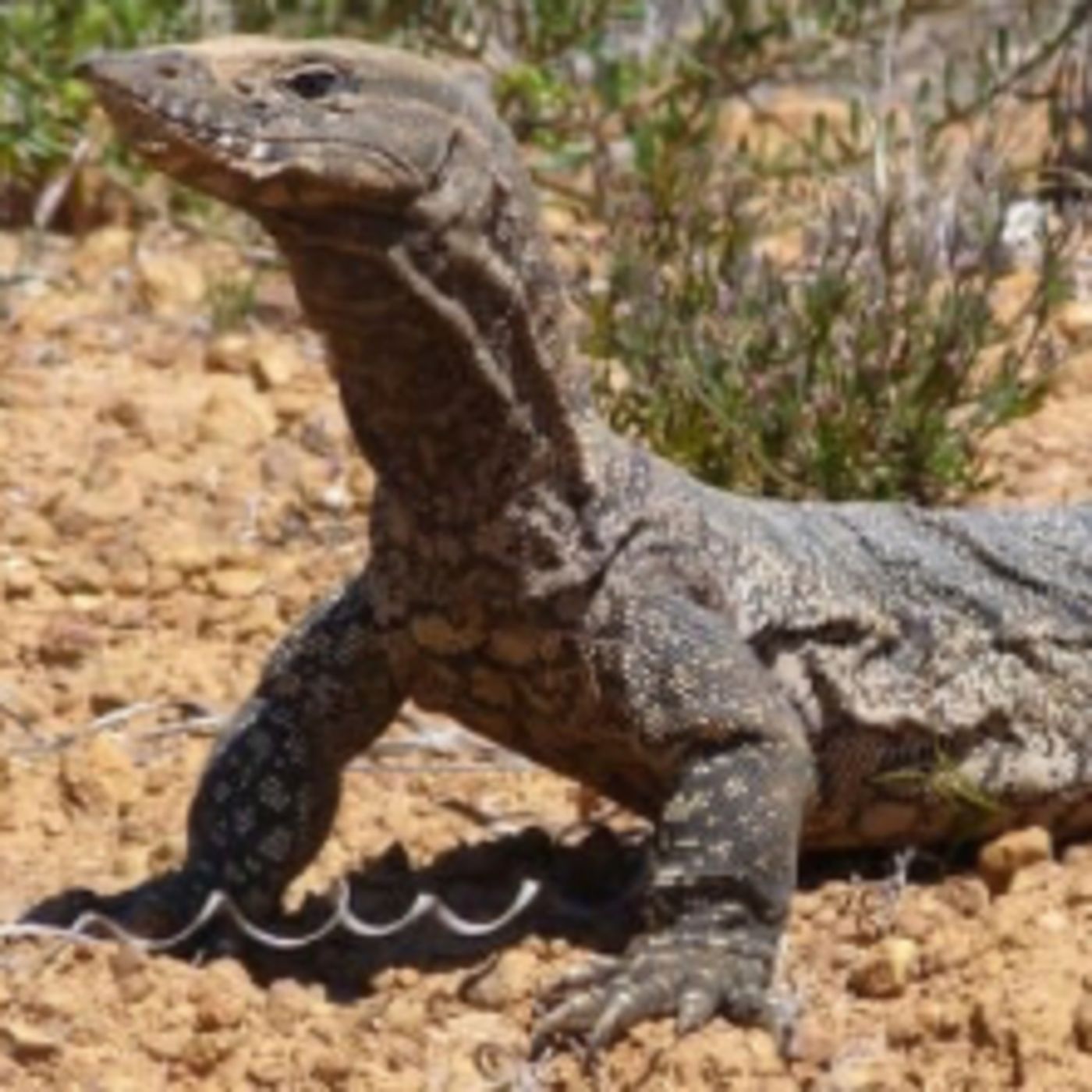 Cuentos de lagartos monitores