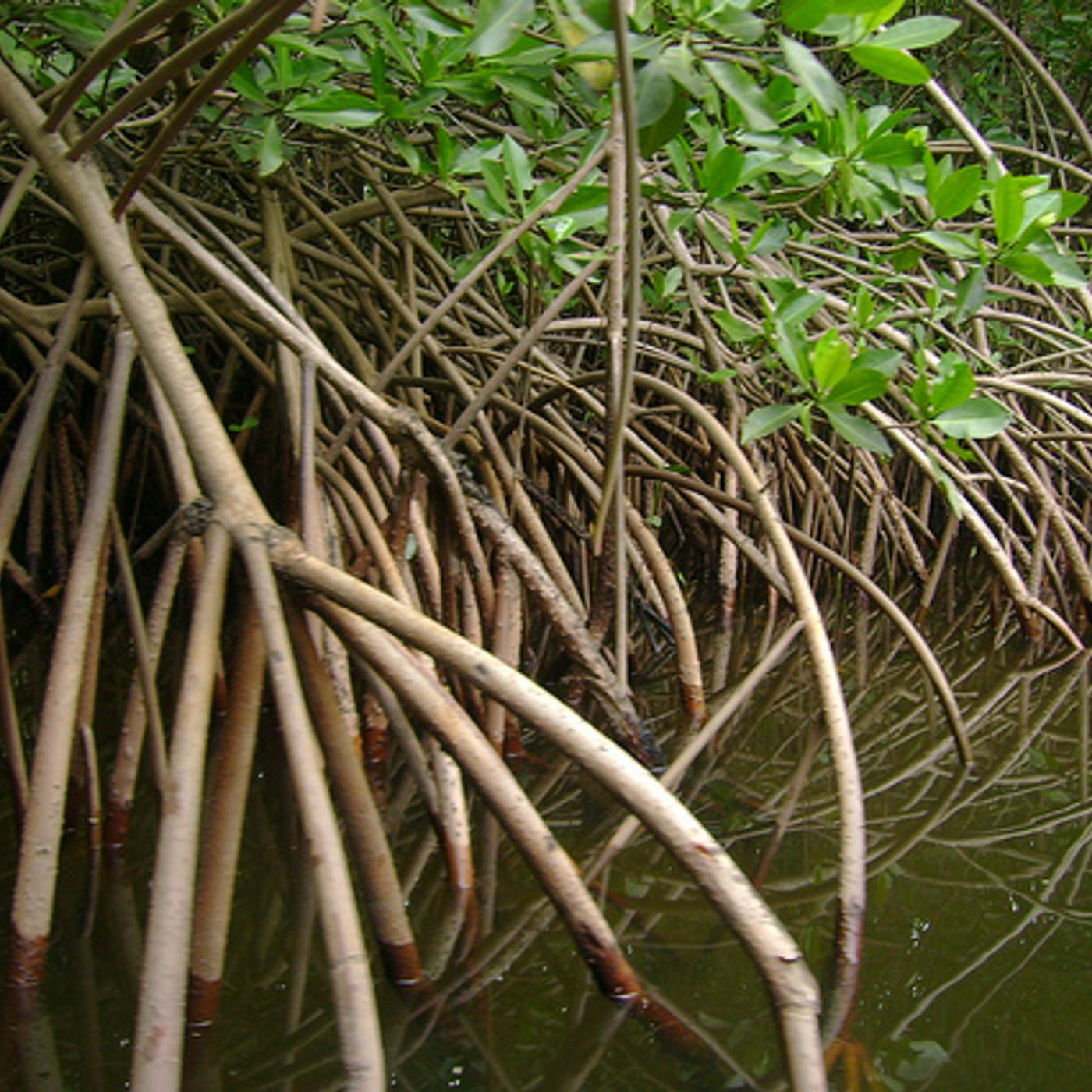 Raíces de MangleRojo