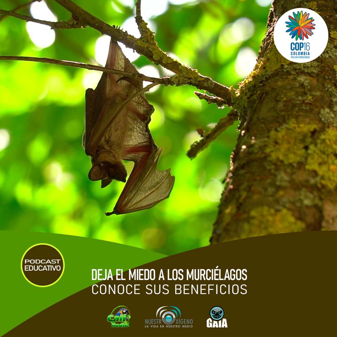 NUESTRO OXÍGENO Deja el miedo a los murciélagos y conoce sus beneficios episode artwork