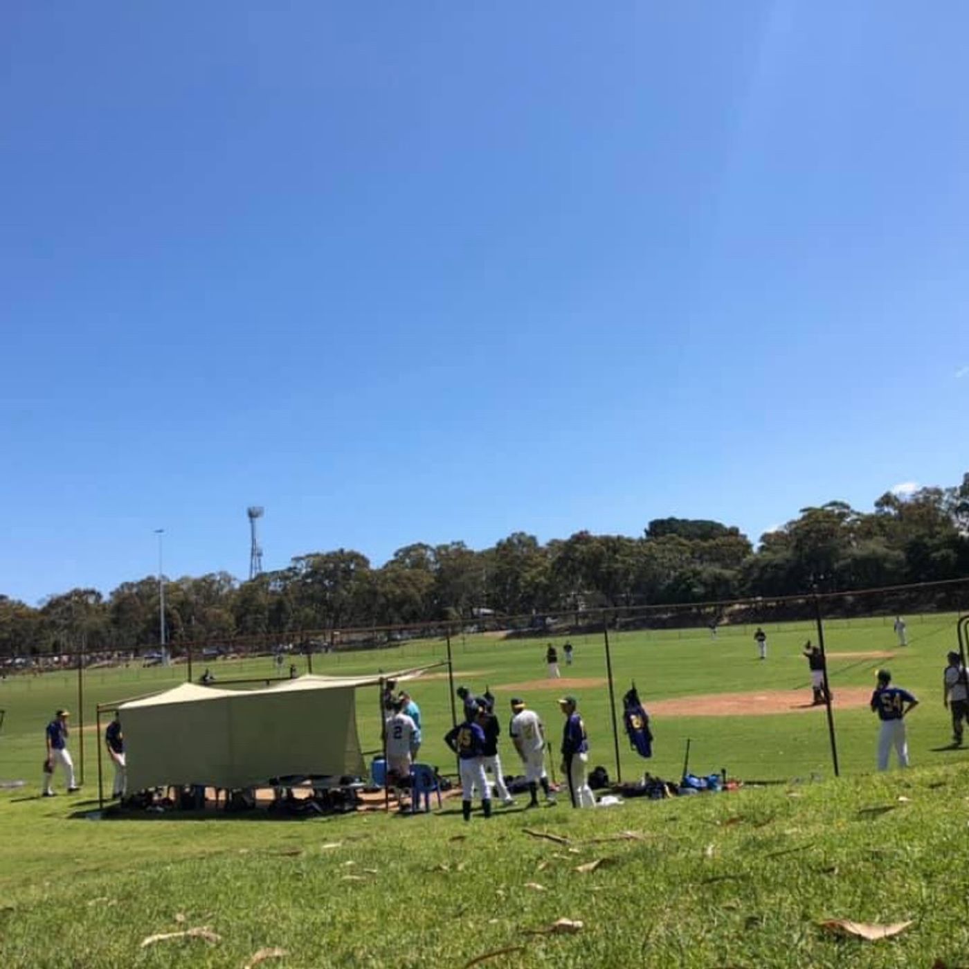 Ladywhips Baseball