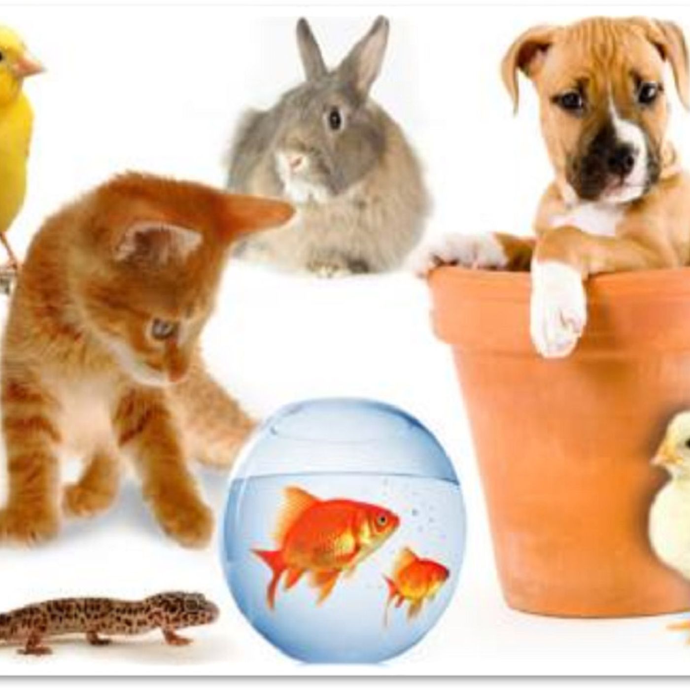 Animali domestici