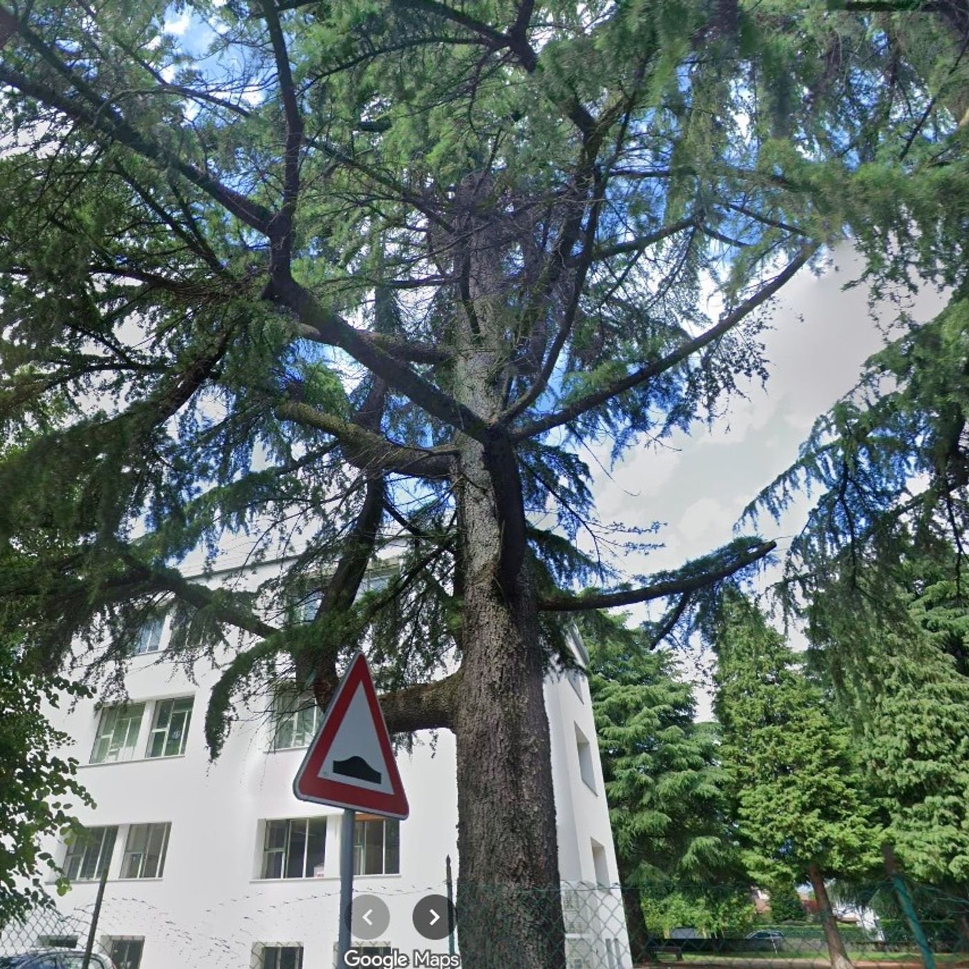 Domani alla scuola Battistella l’abbattimento di un grande cedro ammalorato episode artwork