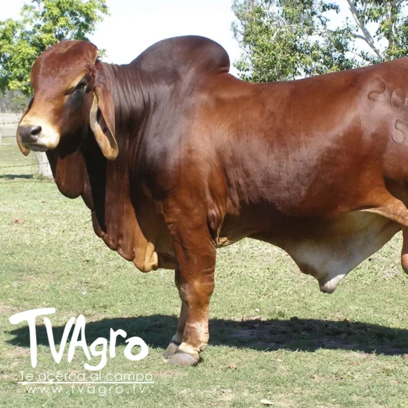TV AGRO
