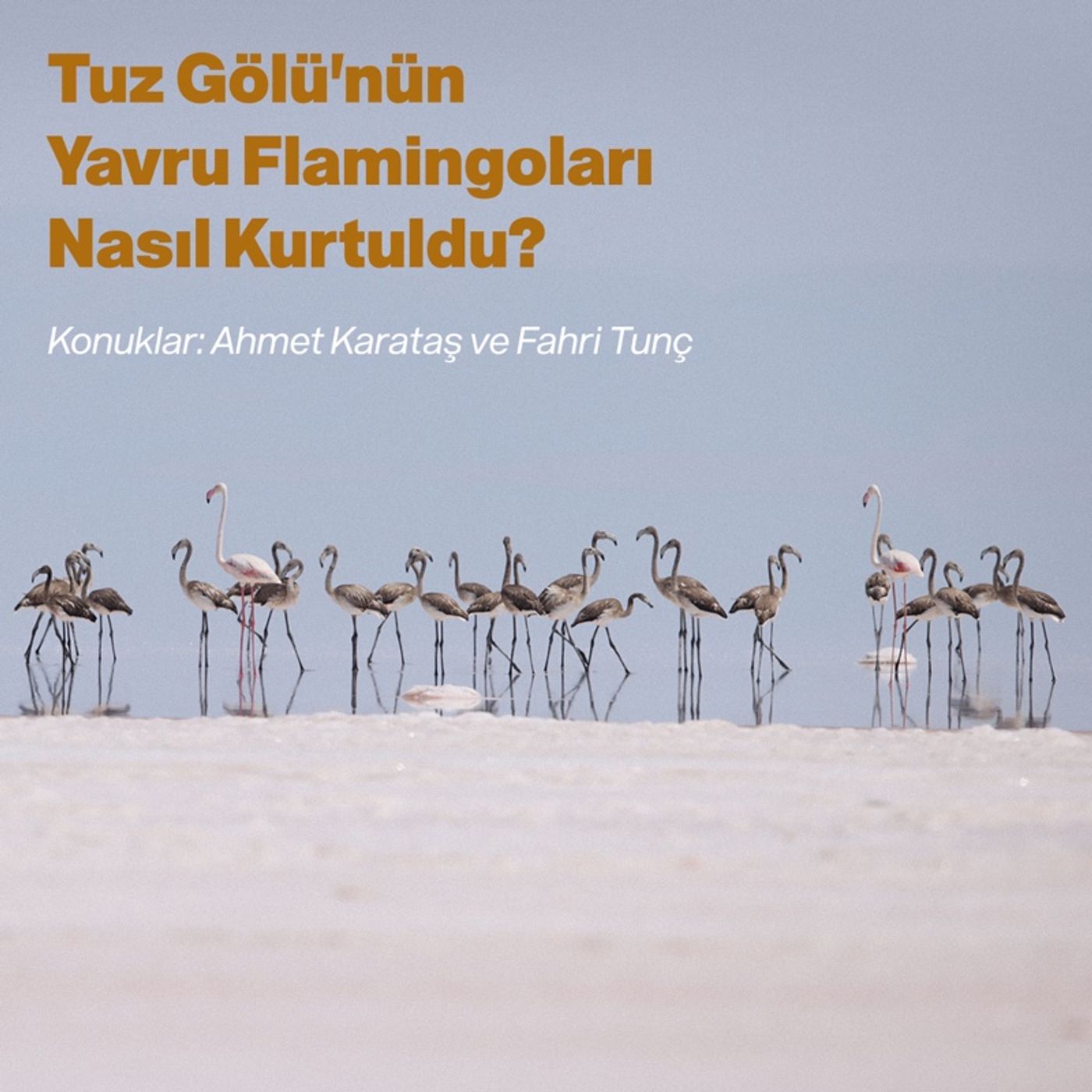 Tuz Gölünün Yavru Flamingoları Nasıl Kurtuldu? episode artwork