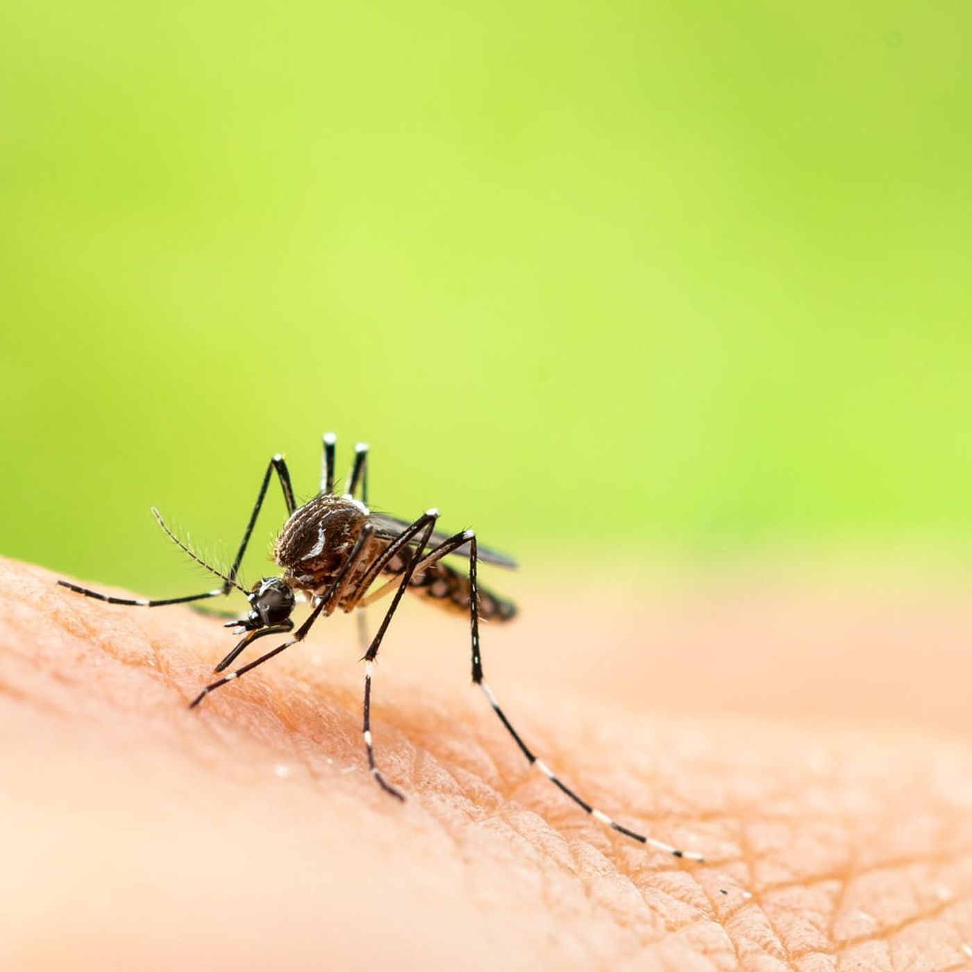 West Nile virus detected in area mosquitos; St. Charles will spray Tuesday evening episode artwork