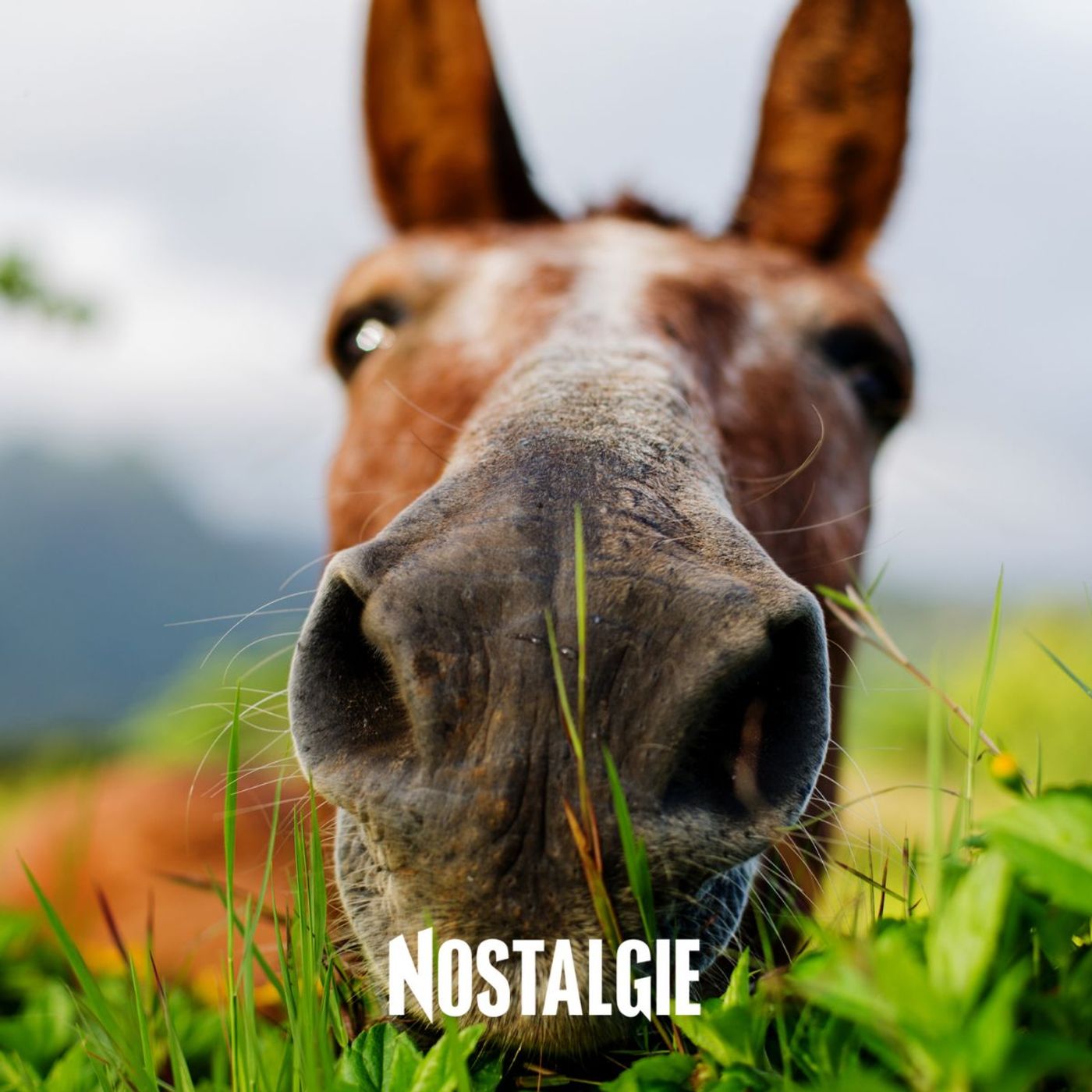 Le "hobby horse" :  l'équitation sans cheval entre en piste episode artwork