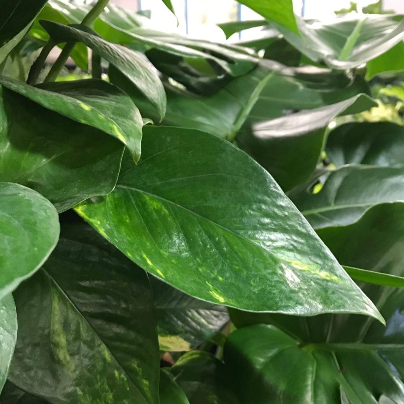 Episode 19 - Pothos, pythium, and phytophthora