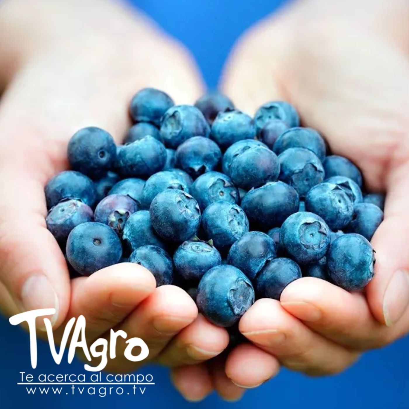 TV AGRO
