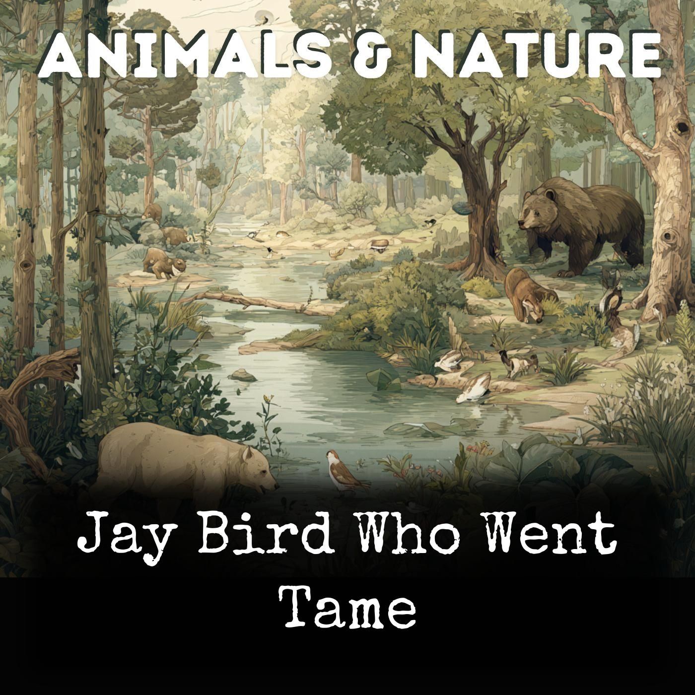 Jay Bird Who Went Tame cover art