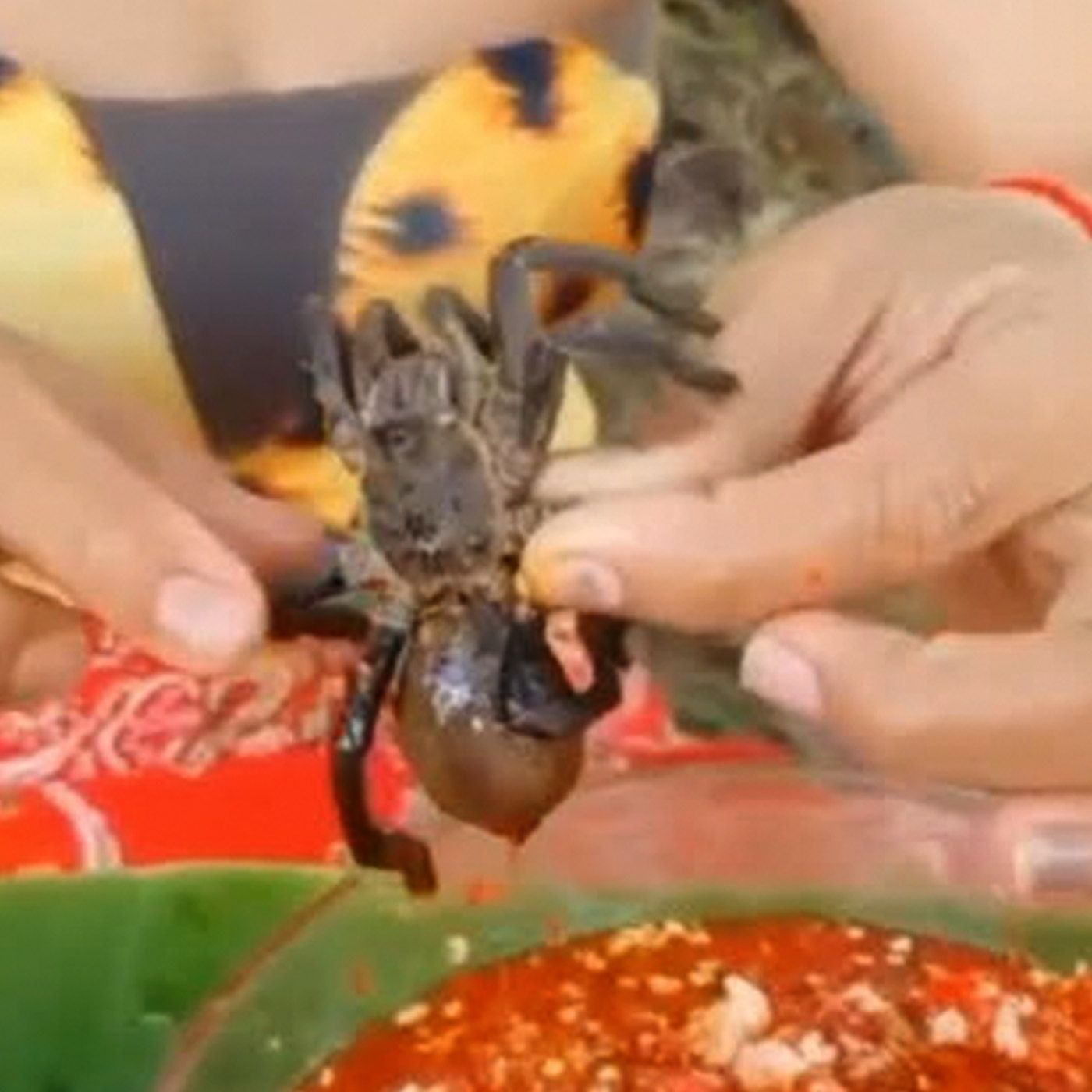 FULL SHOW: Eating Spiders + The Blue Bonnet Debate!
