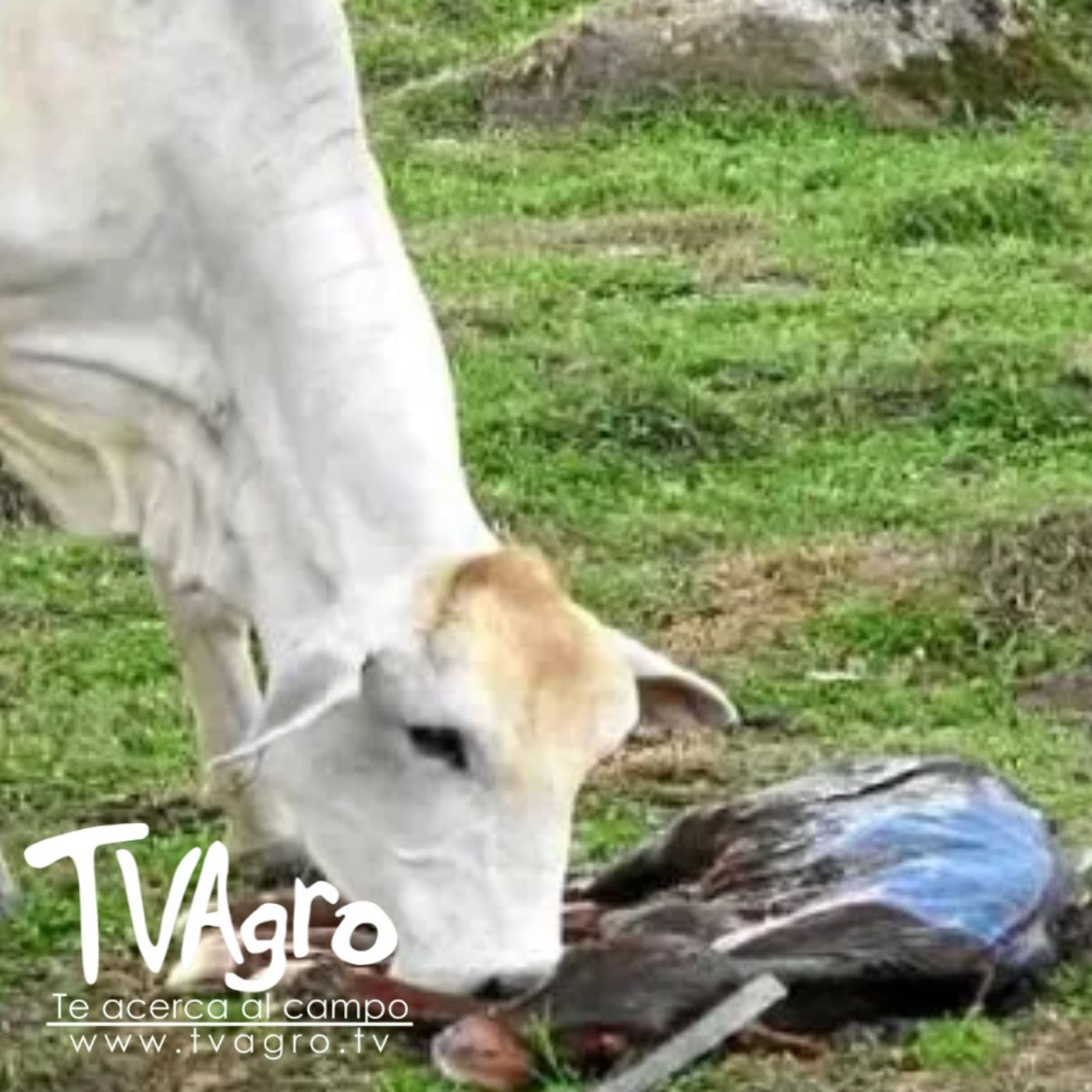 TV AGRO