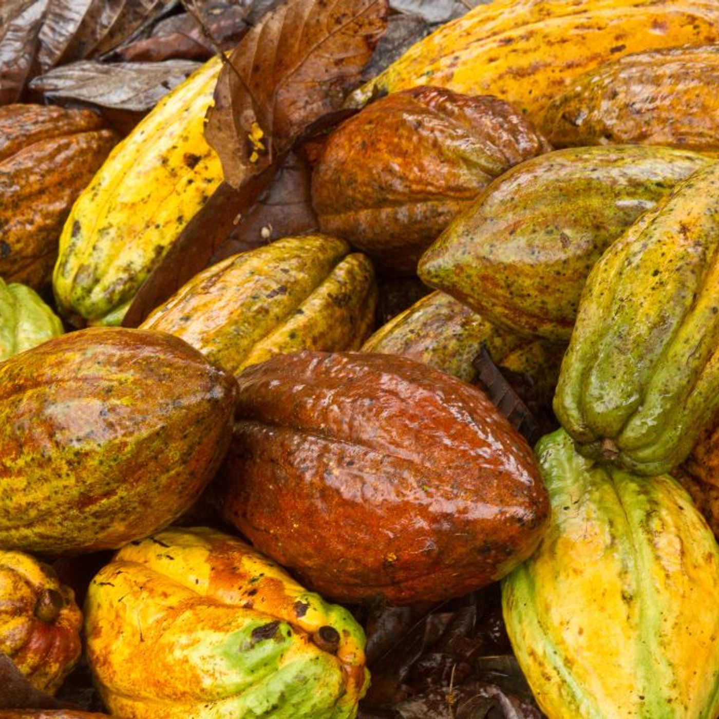 Oferta tecnológica AGROSAVIA