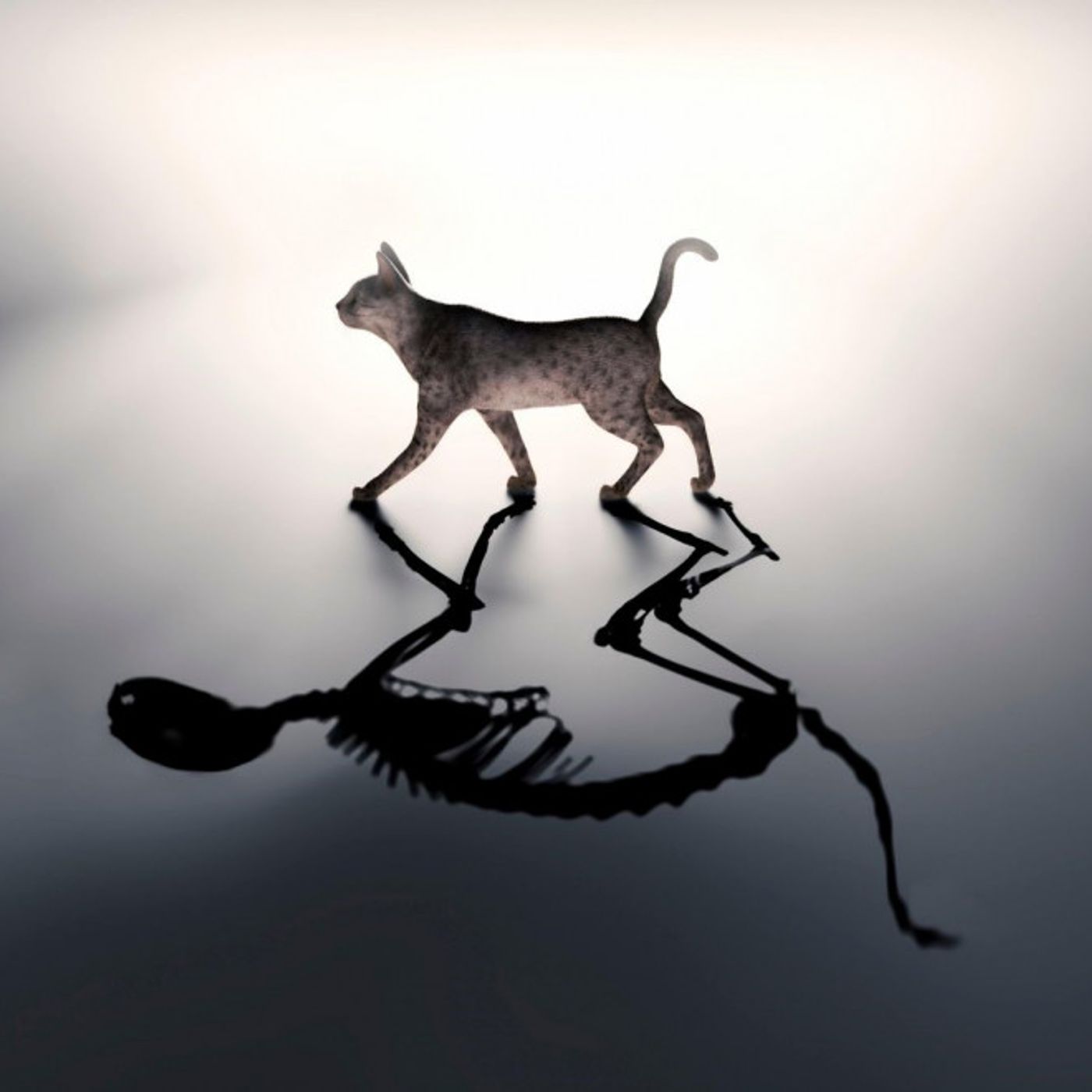 La paradoja del Gato de Schrödinger podcast artwork