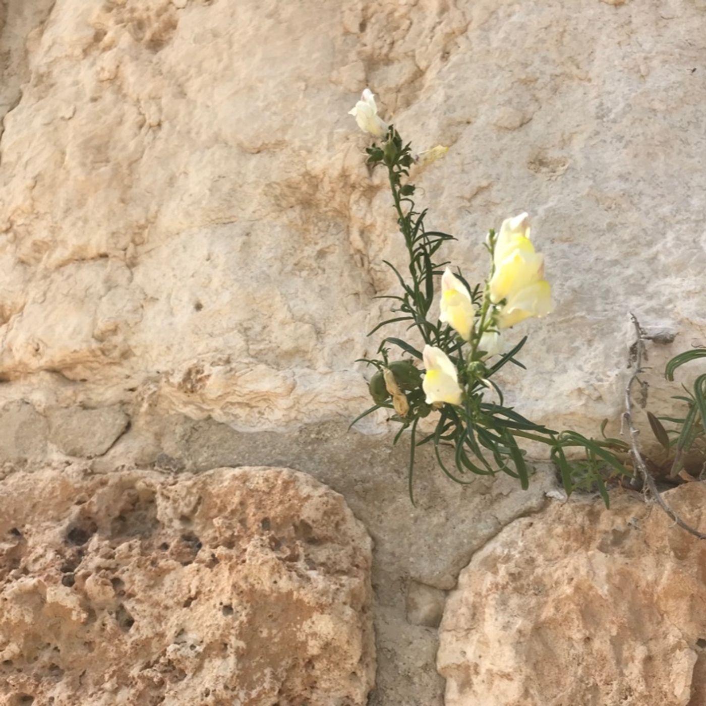 Kosher News & Torah Talk