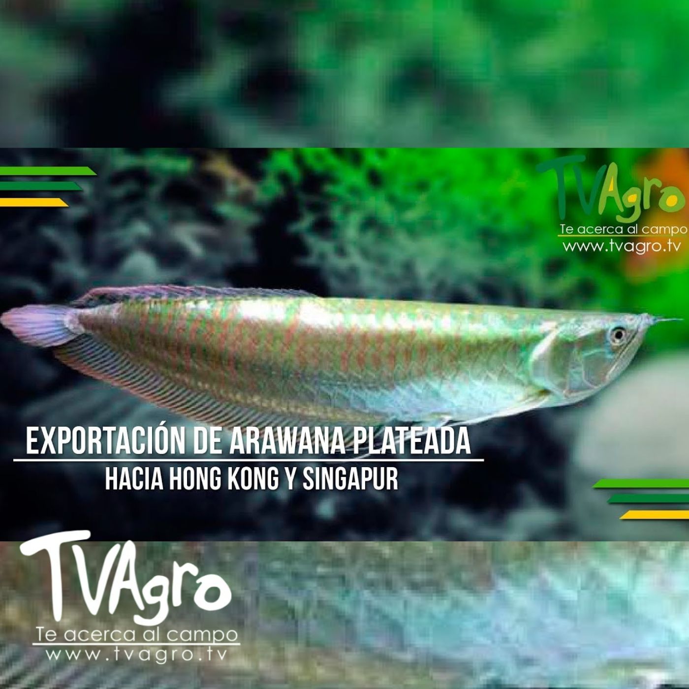 TV AGRO