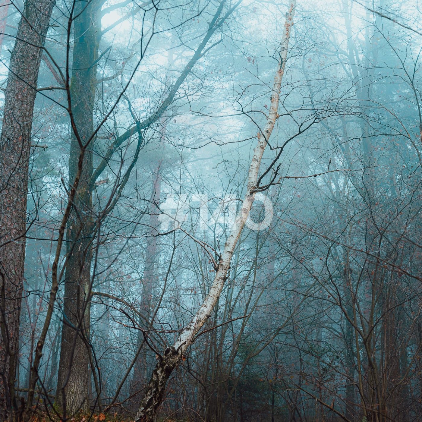 Fotograficznie Rzecz Biorąc