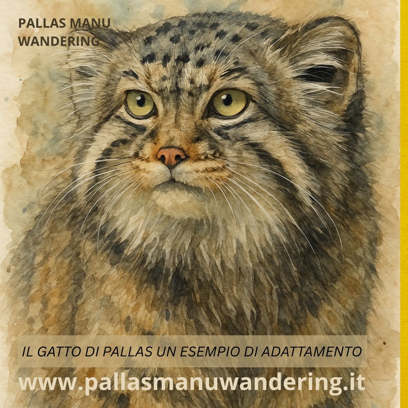 Il gatto di Pallas un esempio di adattamento episode artwork