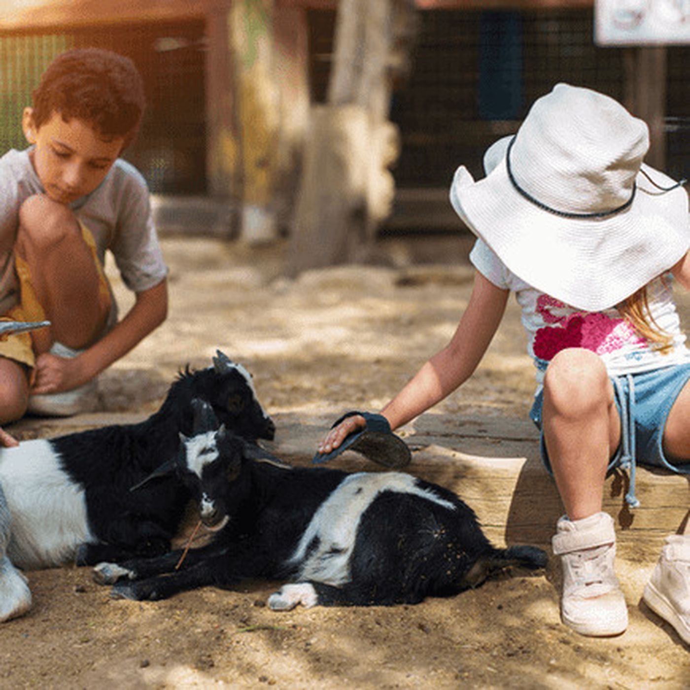 Petting Zoo & County Fair Hand Hygiene | NOWATA episode artwork