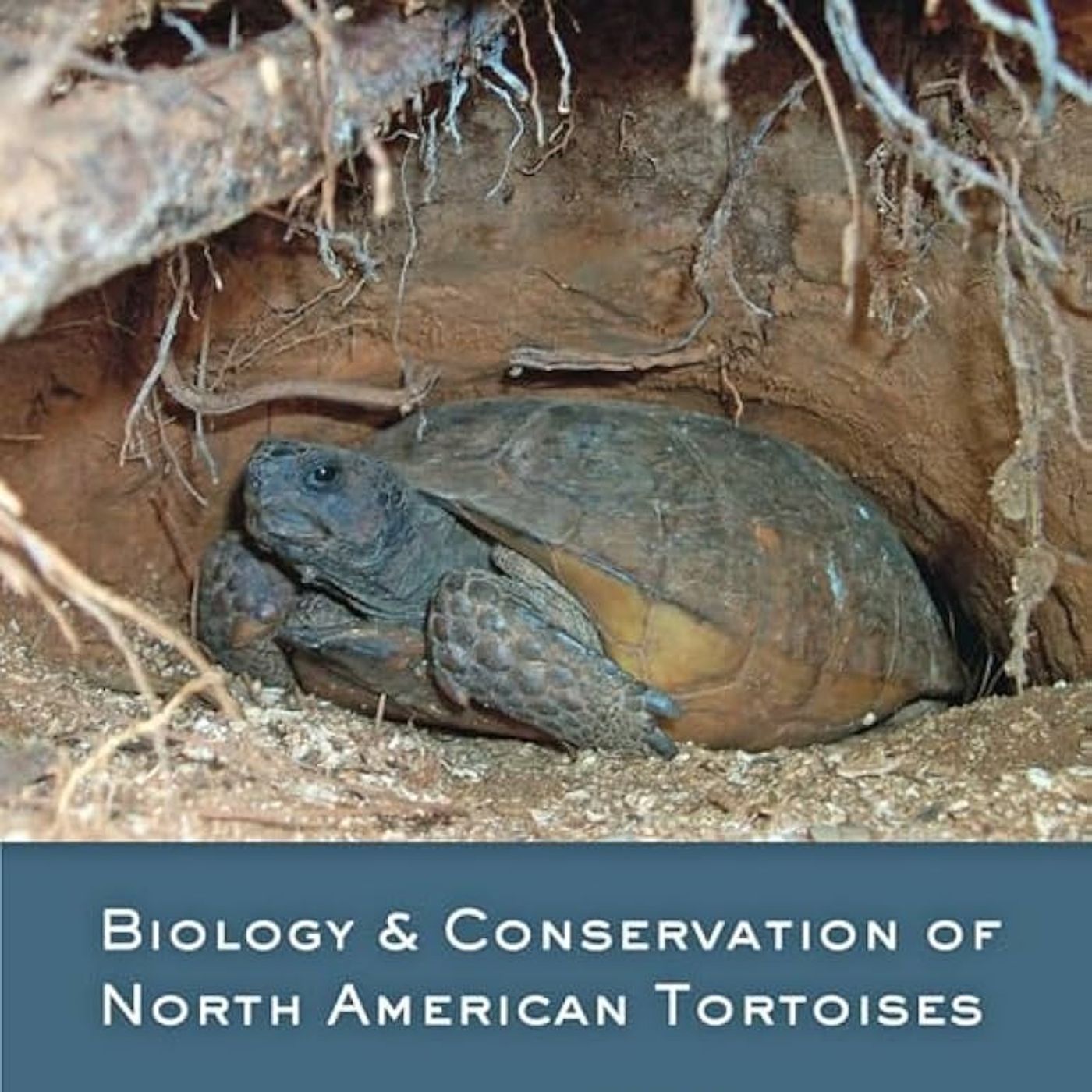 Biology and Conservation of North American Tortoises