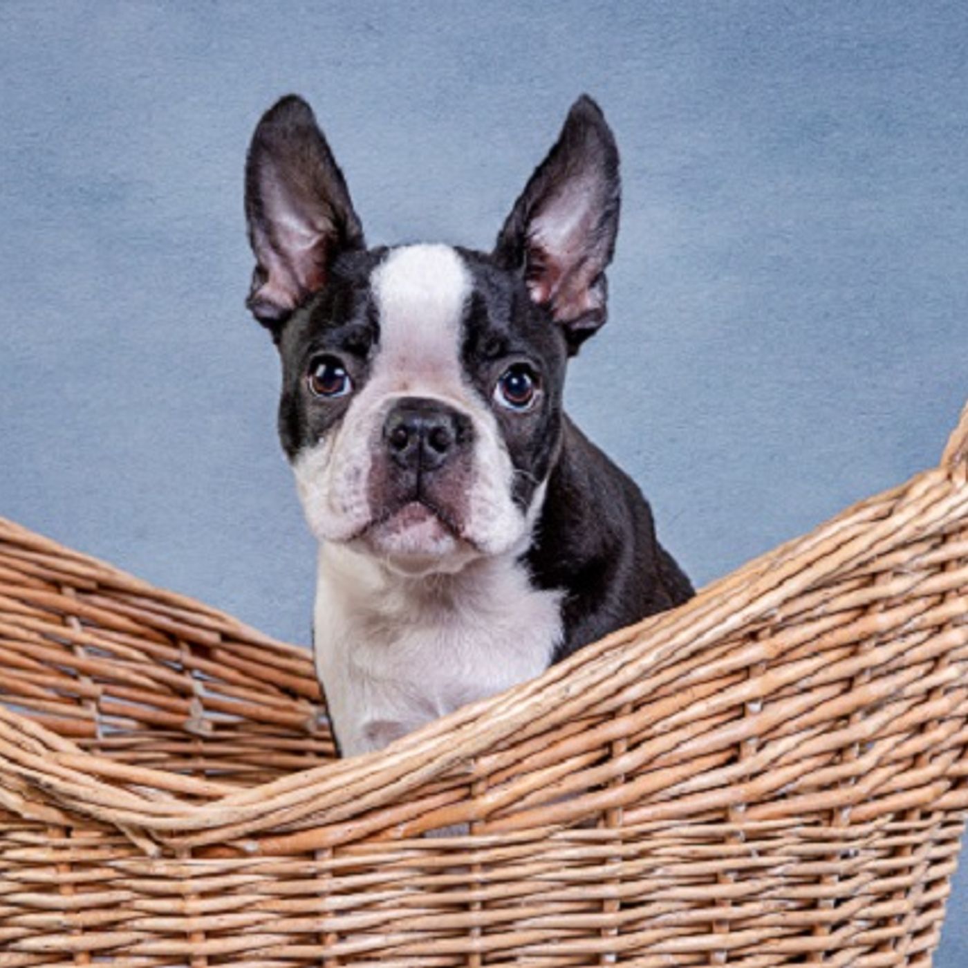 (Smile File) A little dog survives a harrowing near-death experience! episode artwork