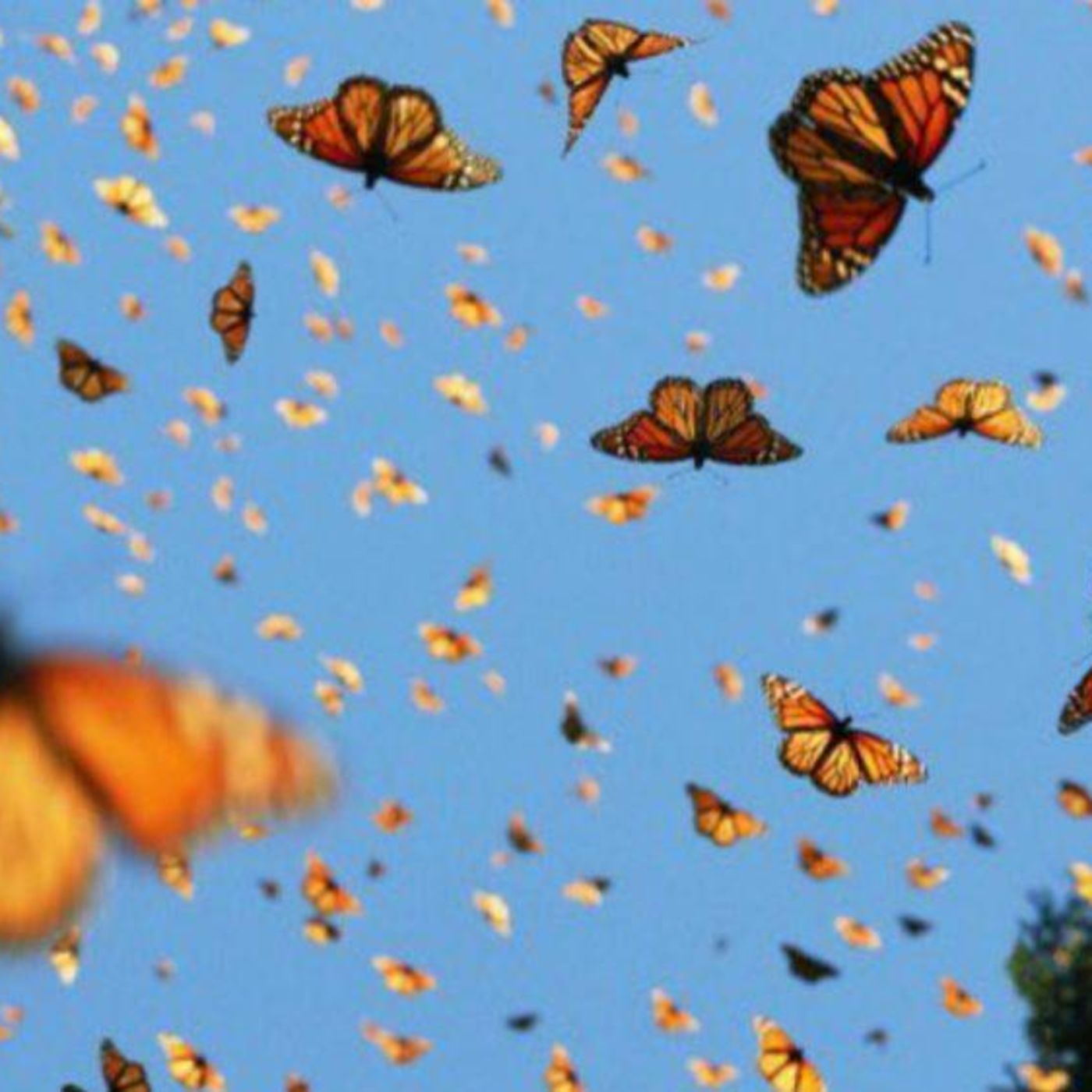 Vos en off - Invasión de mariposas - Soledad Mesía Blanco episode artwork