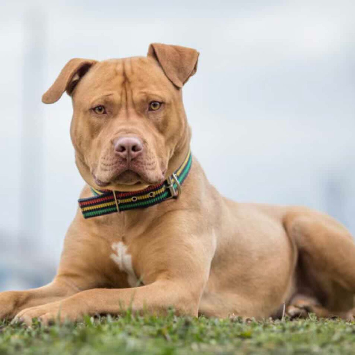 Barano d'Ischia, donna ferita dal proprio pitbull episode artwork