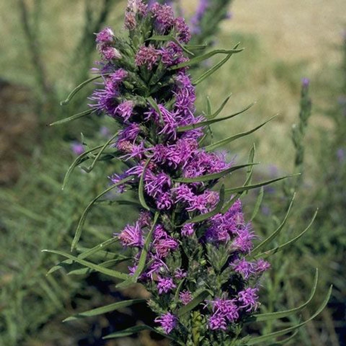 Hey Hey What's Blooming: Blazing Star