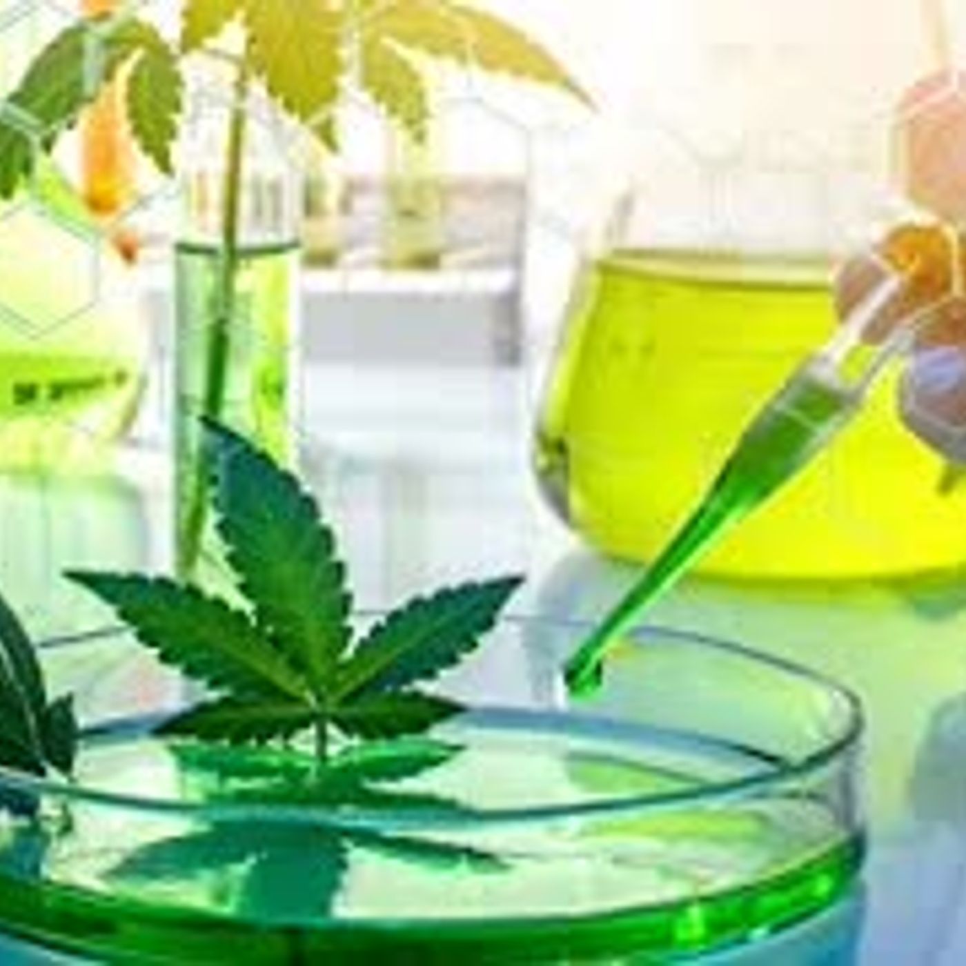 What's in your weed Ask the Experts at MCR Labs! In The Weeds with Jimmy Young
