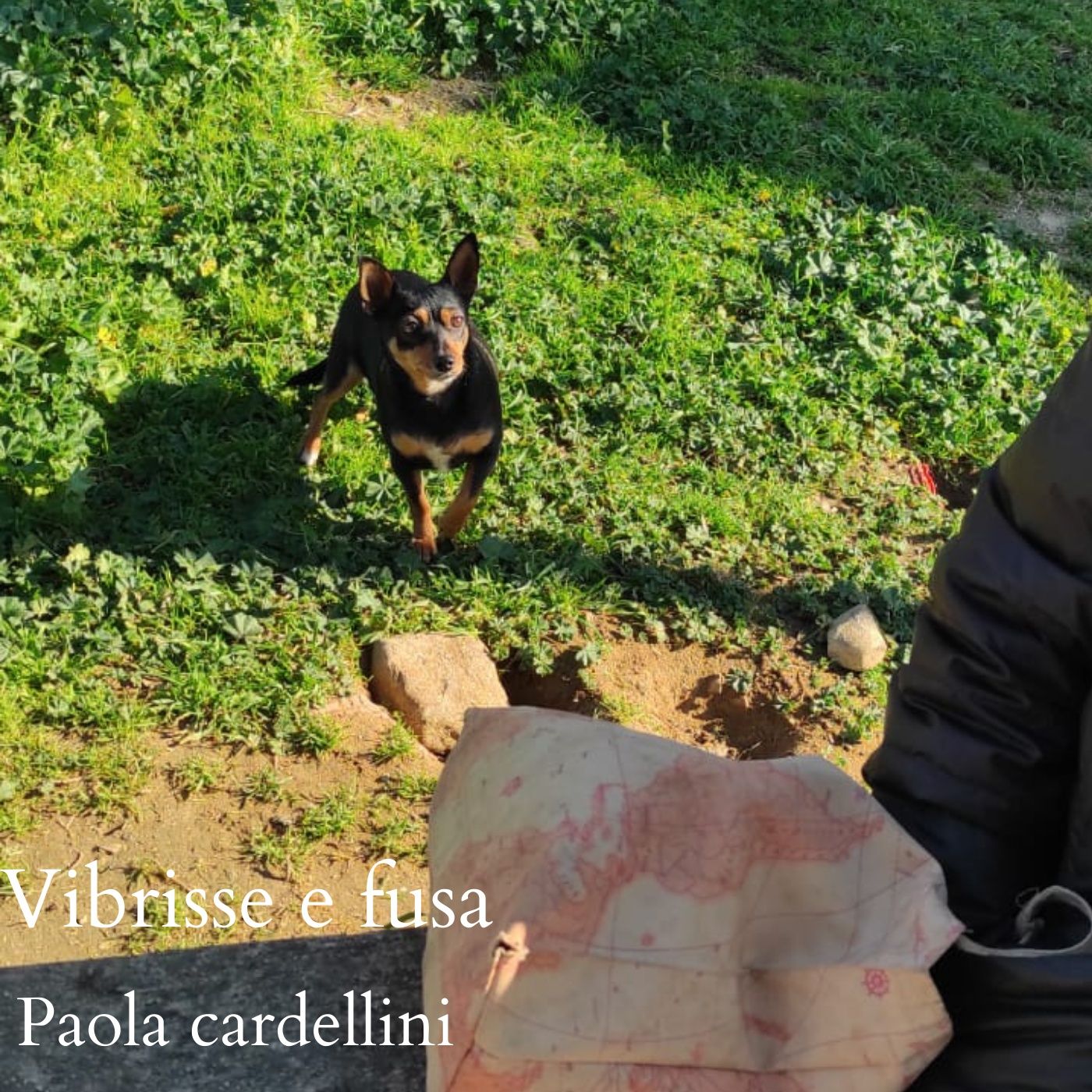 Vibrisse e fusa