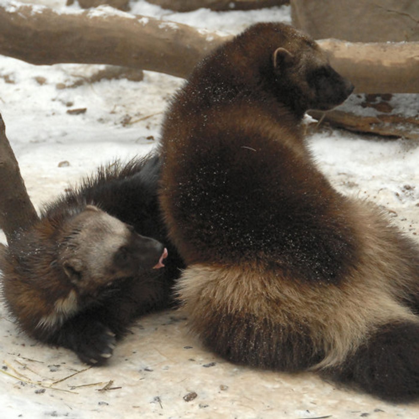 Conservationists  Sue For Wolverine Protections episode artwork