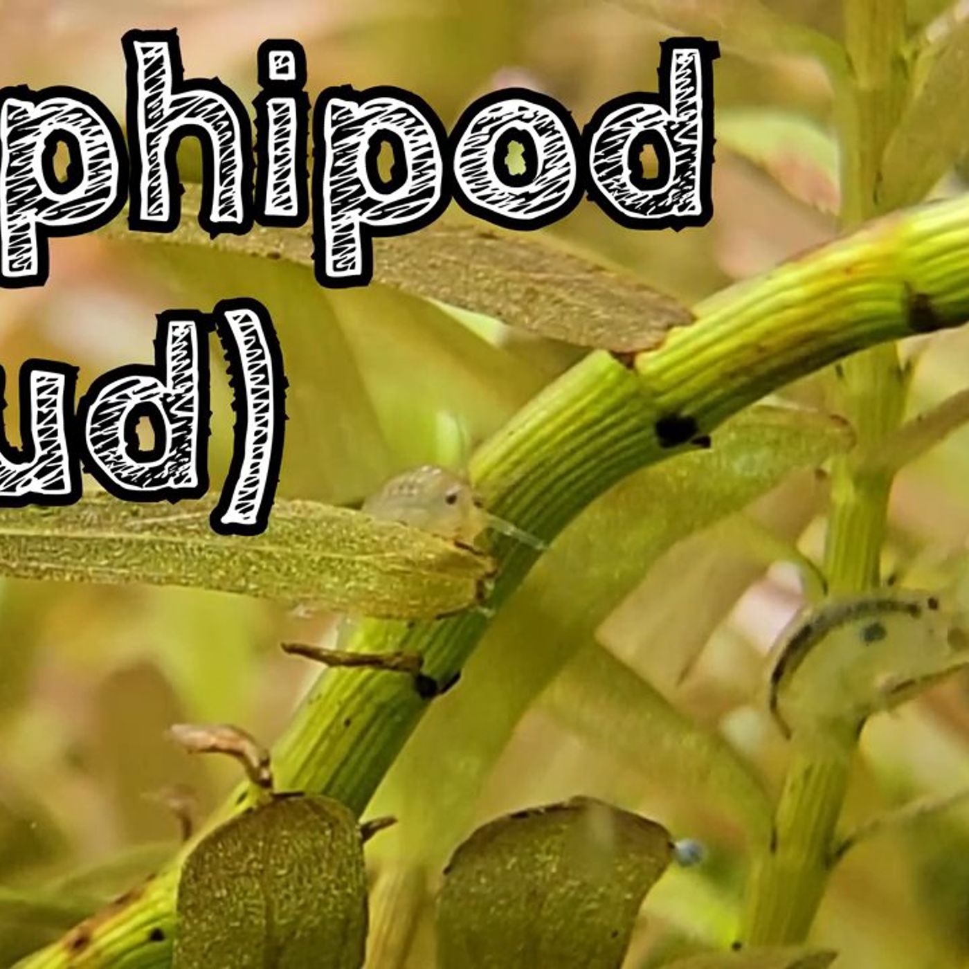 Best Live Foods for Your Fish!