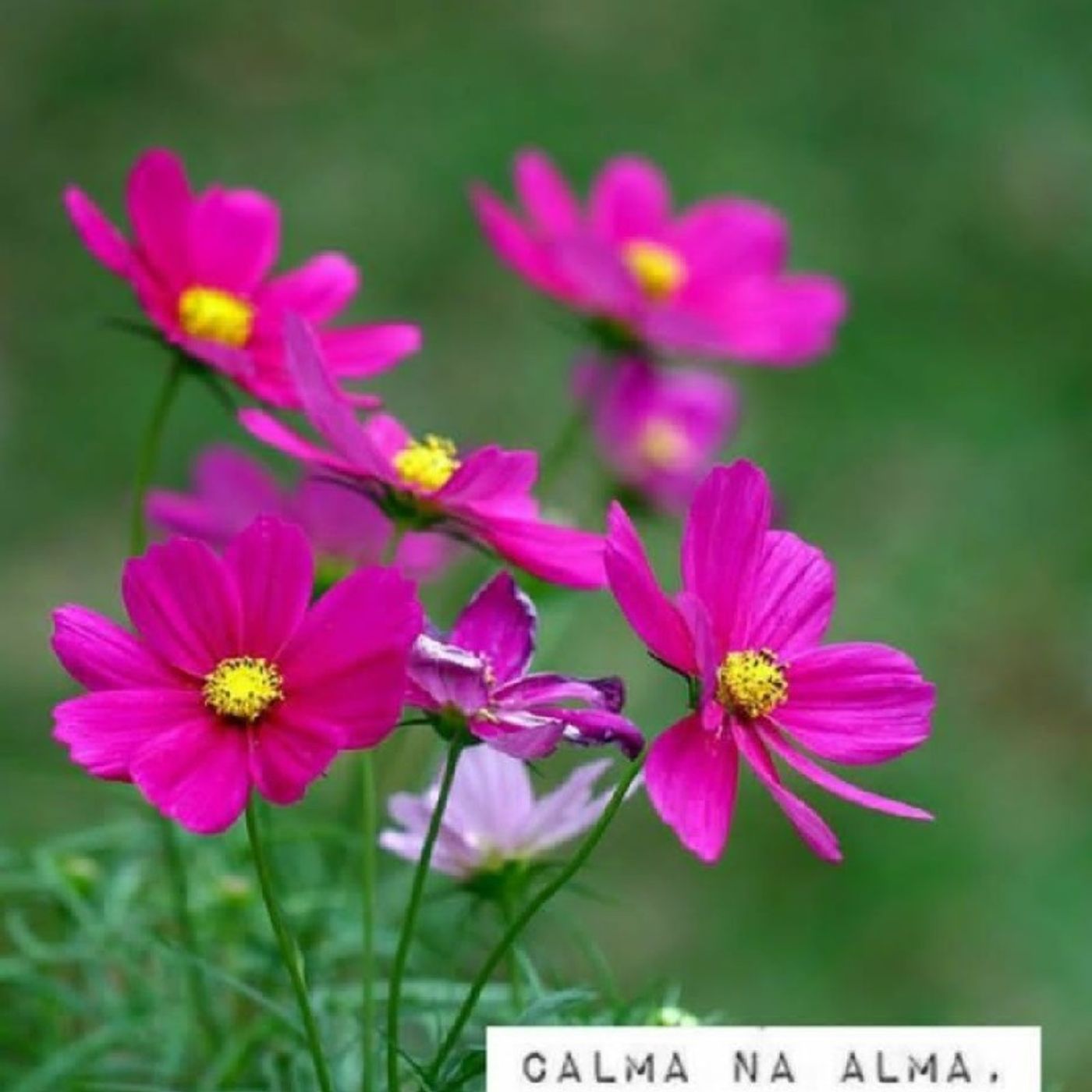 Ciências Da Mente