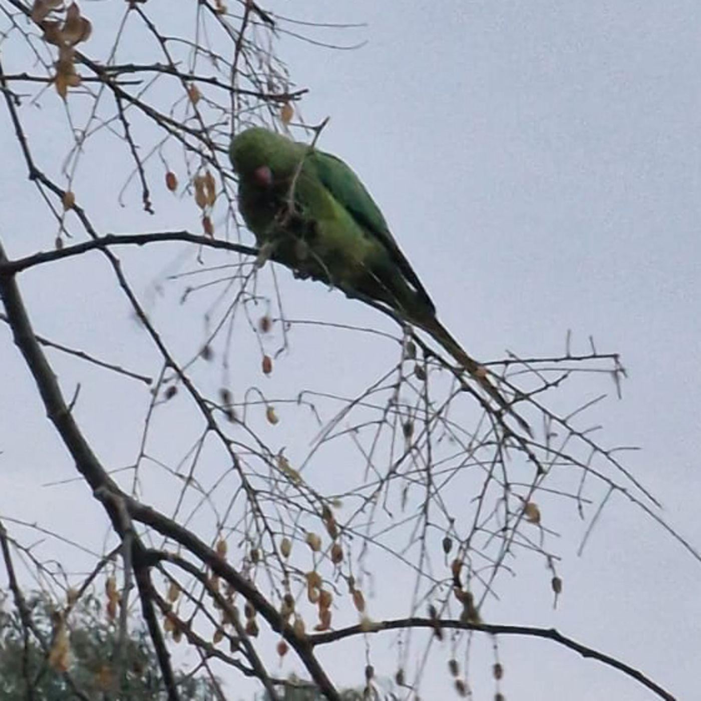 CUENTOS Y RELATOS  DE ANIMALES