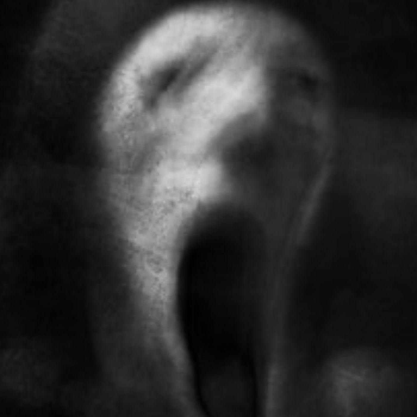 TheCreaturesDiary