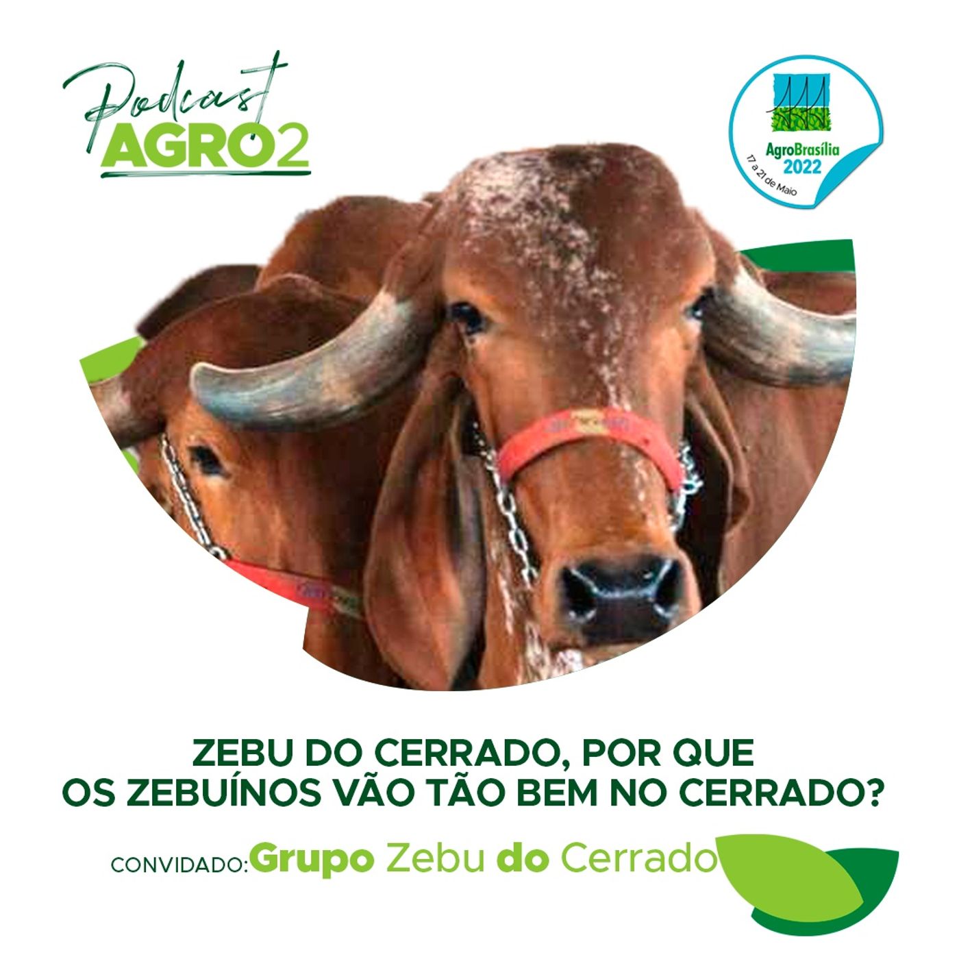 Podcast: Zebu do Cerrado, por que os zebuínos vão tão bem no cerrado episode artwork