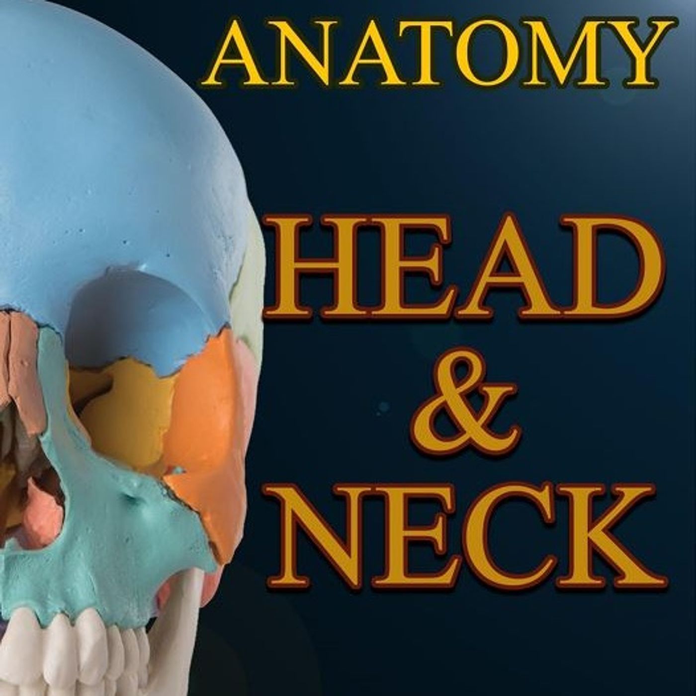 Anatomy: Head and Neck